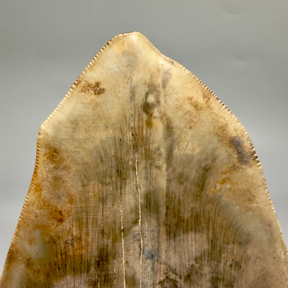 Back Tip View Beautiful, Deformed, serrated 5.56" Fossil Megalodon Tooth - South Carolina megalodonteeth.com CM6600
