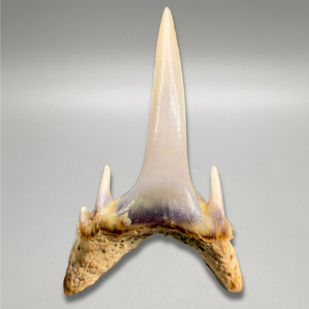 Back View 0.82" Fossil Smalltooth Sand Tiger tooth from Antofagasta, Chile megalodonteeth.com R653