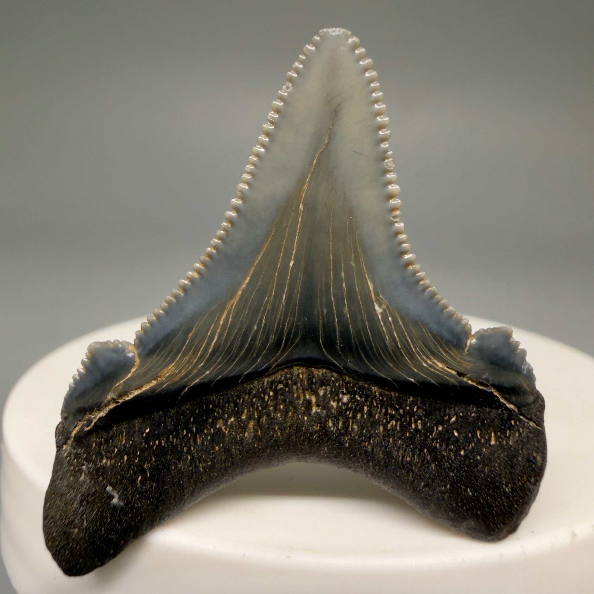 Back View 1.57" Serrated Fossil Carcharocles angustidens Shark Tooth from South Carolina AN467