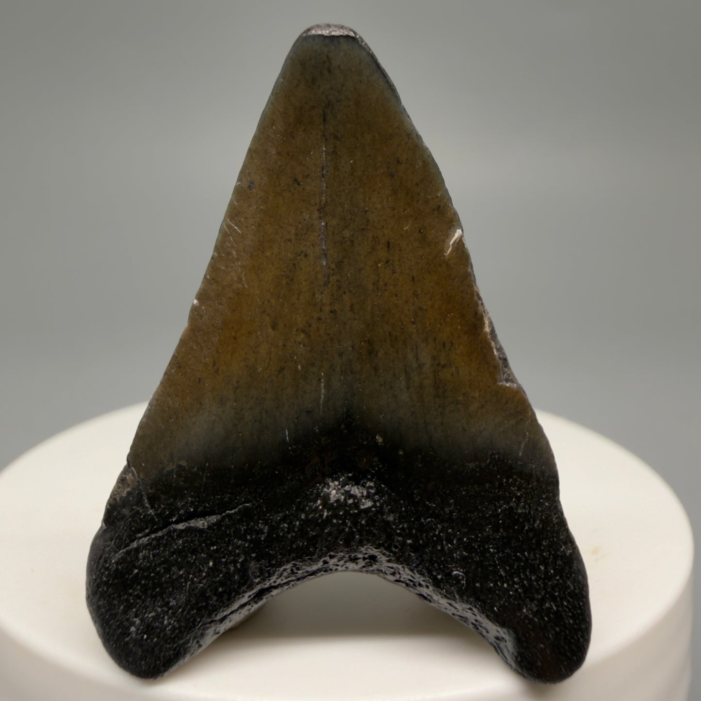 Back View 1.67" Colorful Fossil Megalodon Tooth – South Carolina River Find | Authentic CM6477