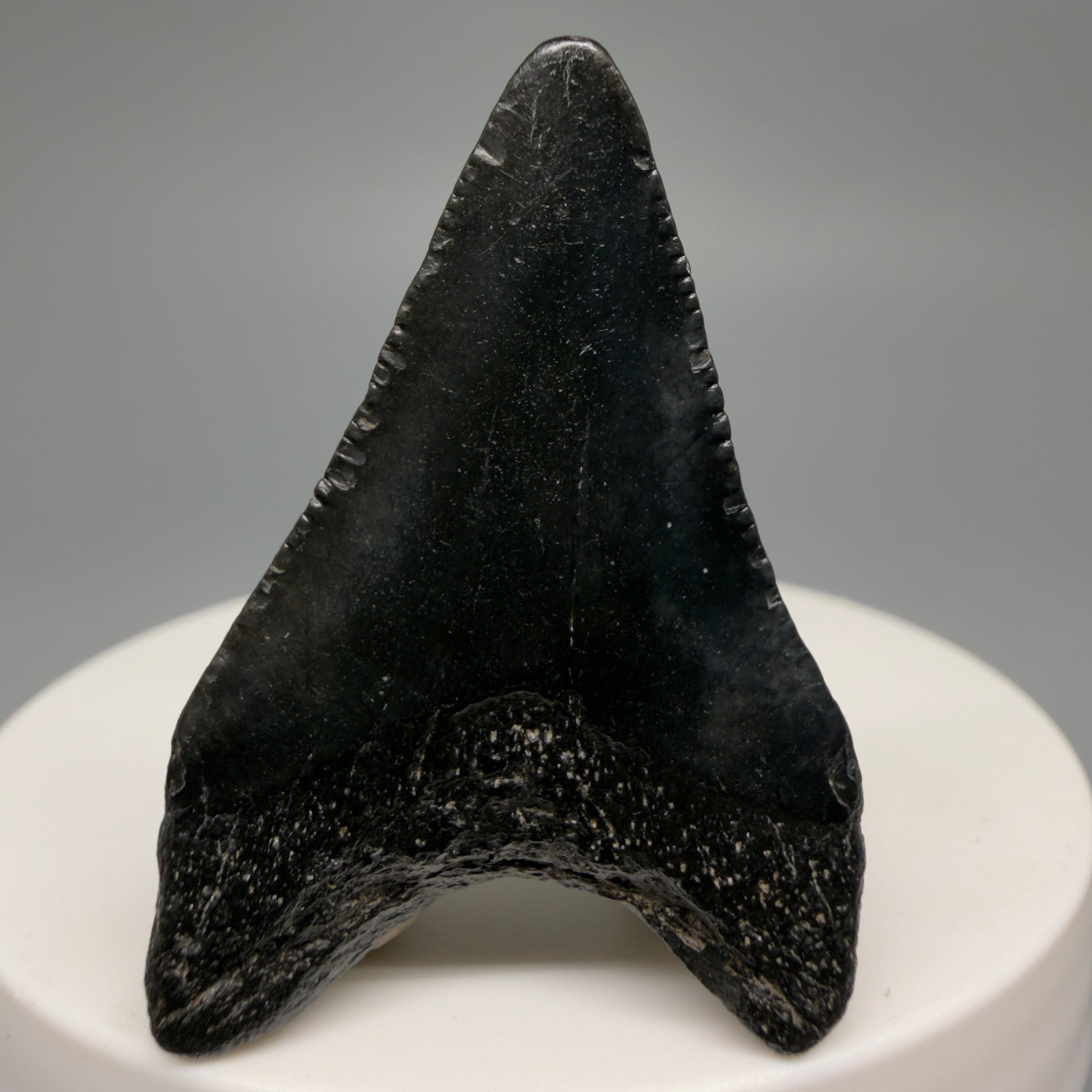 Back View 1.69" Dark colors, Fossil Megalodon Tooth – South Carolina River Find | Authentic CM6478