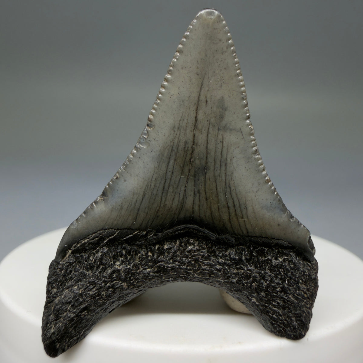 Back View 1.71" Colorful Fossil Megalodon Tooth – South Carolina River Find | Authentic Megalodon Tooth megalodonteeth.com CM6779