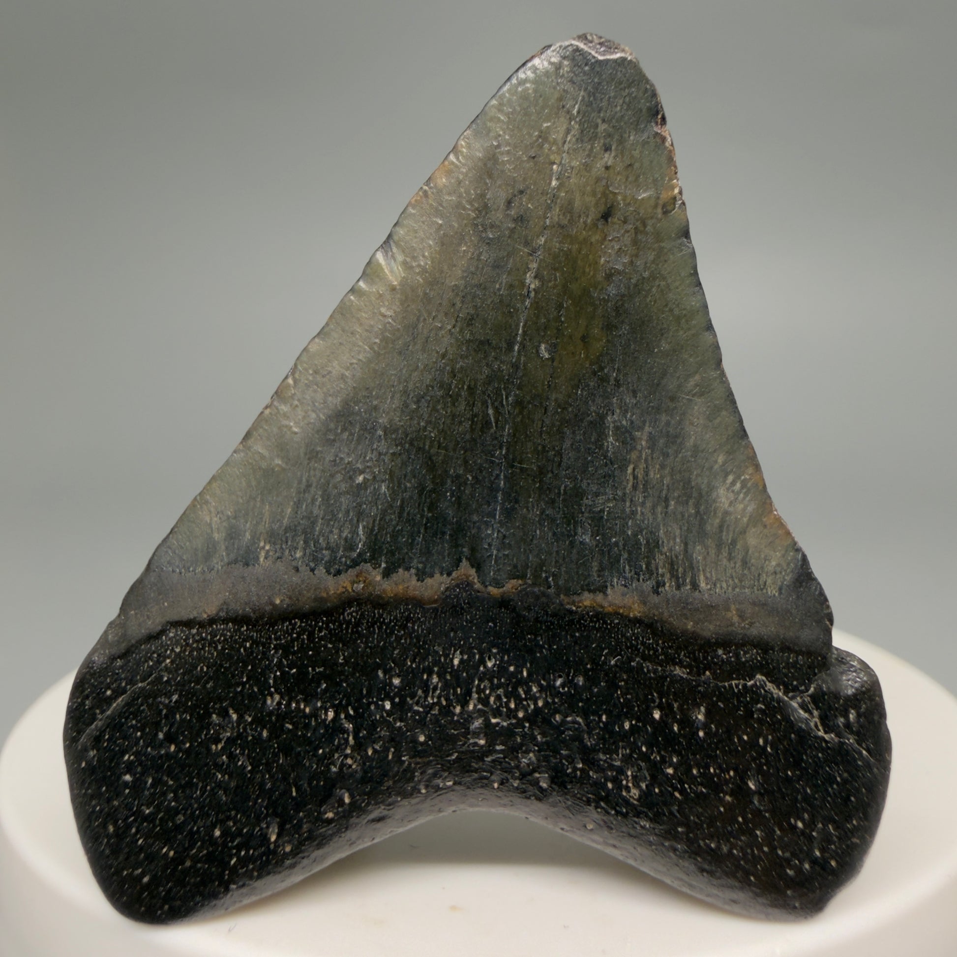 Back View 1.84" Colorful Fossil Megalodon Tooth – South Carolina River Find | Authentic Megalodon Tooth megalodonteeth.com CM6541
