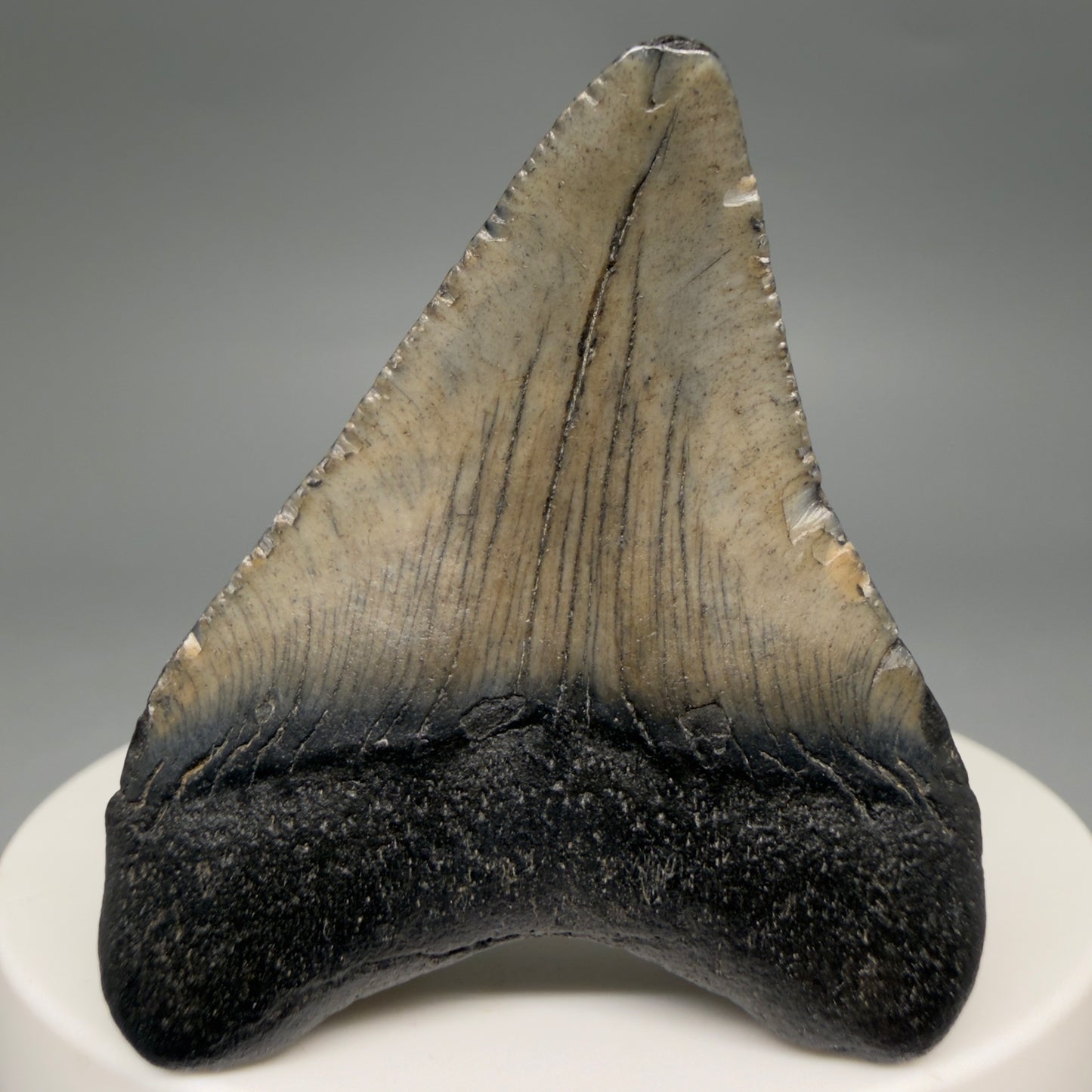 Back View 1.90" Colorful Fossil Megalodon Tooth – South Carolina River Find | Authentic Megalodon Tooth megalodonteeth.com CM6546