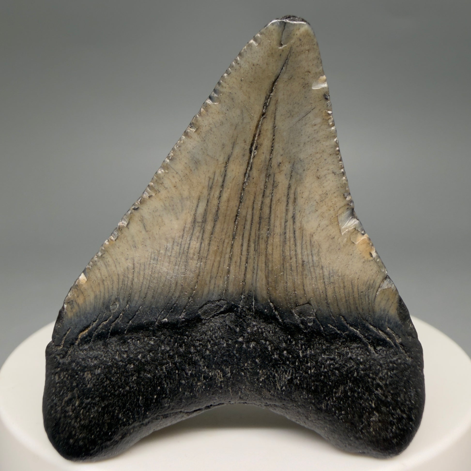Back View 1.90" Colorful Fossil Megalodon Tooth – South Carolina River Find | Authentic Megalodon Tooth megalodonteeth.com CM6546
