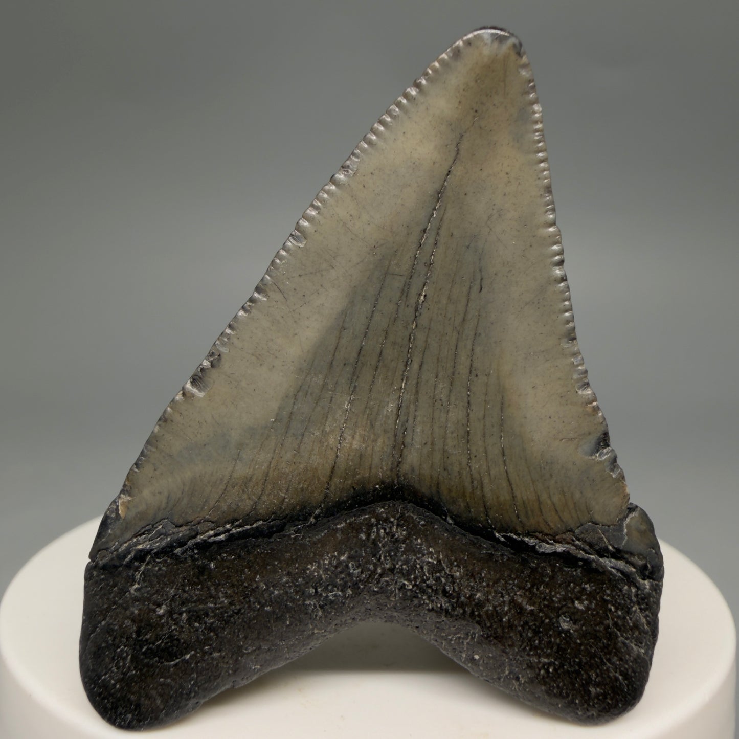 Back View 2.03" Colorful Fossil Megalodon Tooth – South Carolina River Find | Authentic Megalodon Tooth megalodonteeth.com CM6542