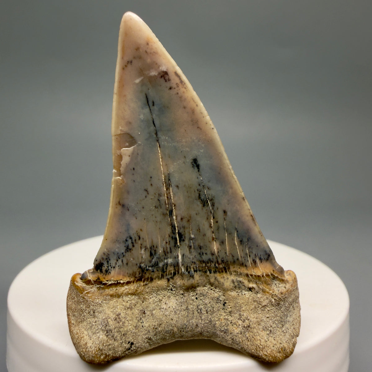 Back View 2.04" Fossil Extinct Mako - Isurus hastalis Shark Tooth - Bakersfield, CA - Colorful M621