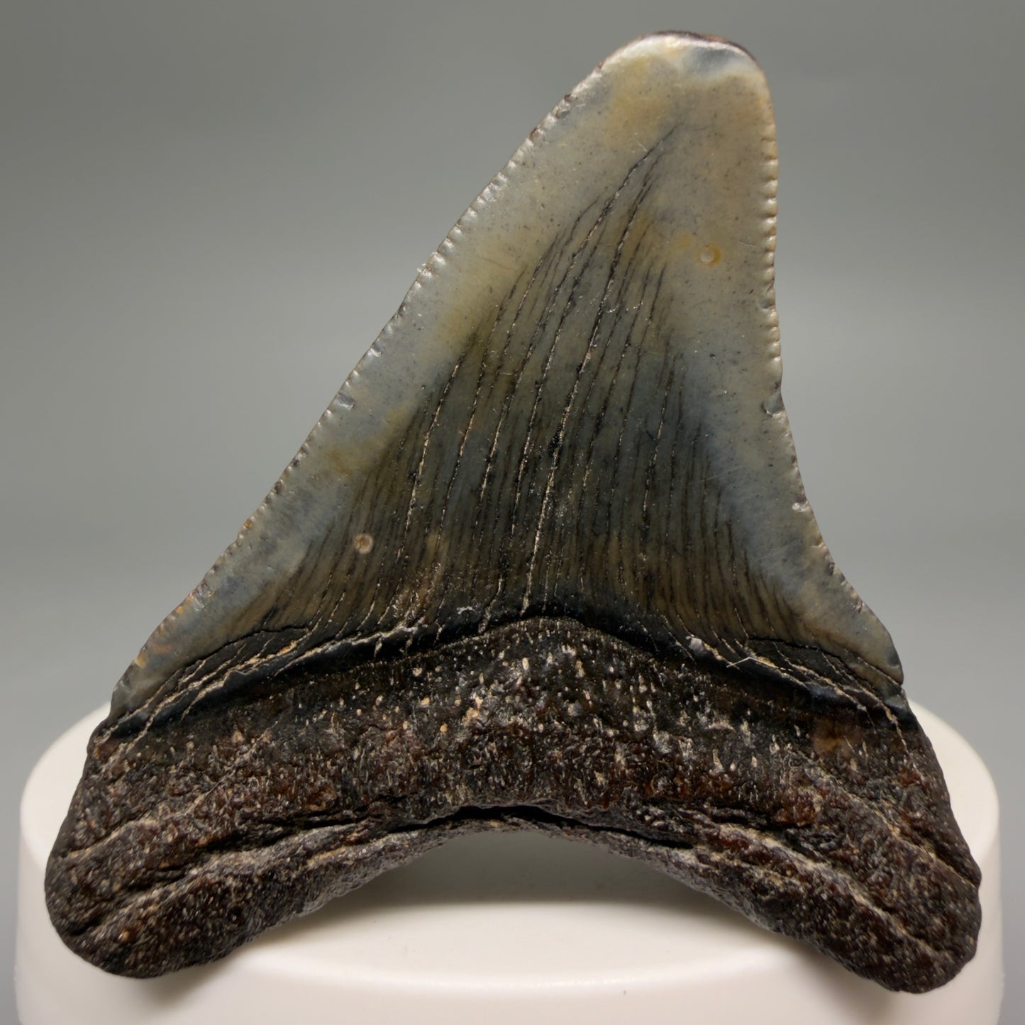 Back View 2.06" Colorful Fossil Megalodon Tooth – South Carolina River Find | Authentic Megalodon Tooth megalodonteeth.com CM6543