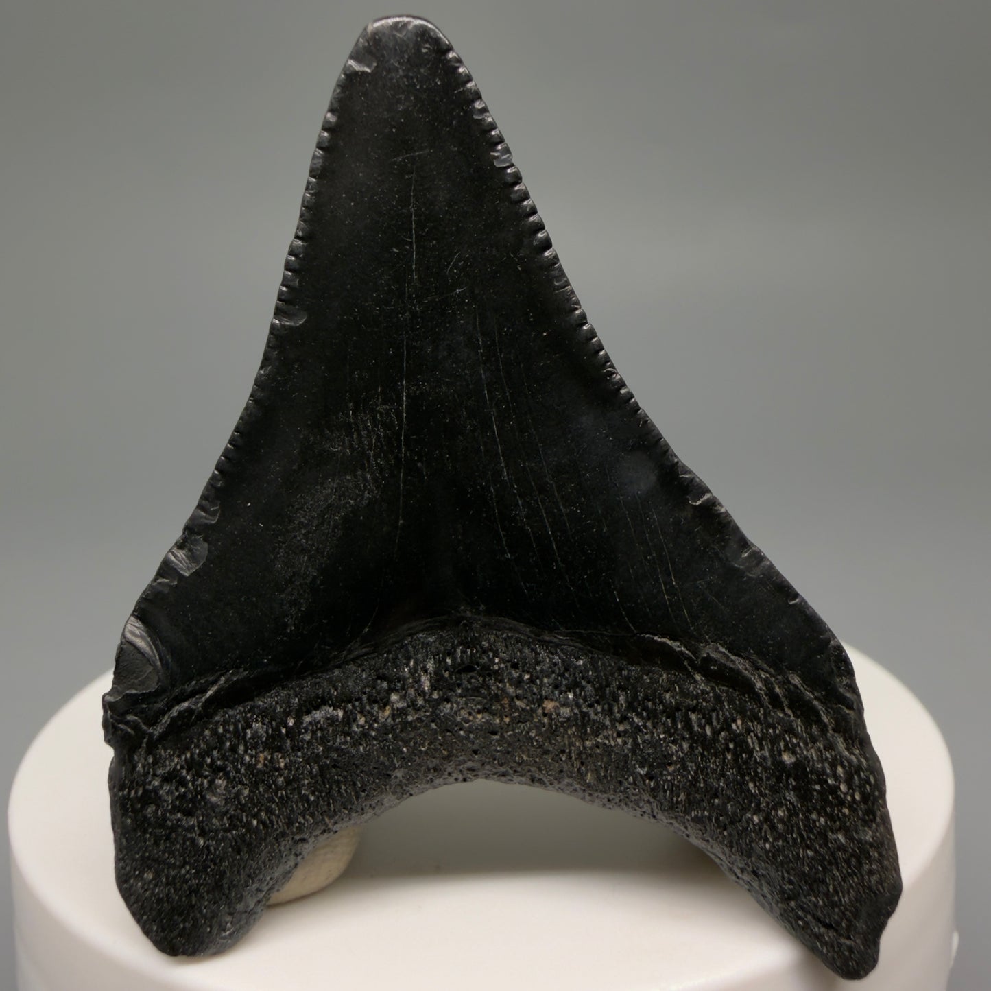 Back View 2.12" Colorful Fossil Megalodon Tooth – South Carolina River Find | Authentic CM6481