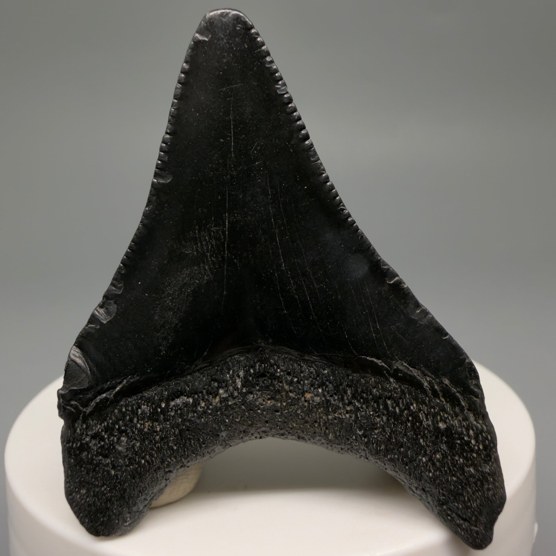 Back View 2.12" Colorful Fossil Megalodon Tooth – South Carolina River Find | Authentic CM6481