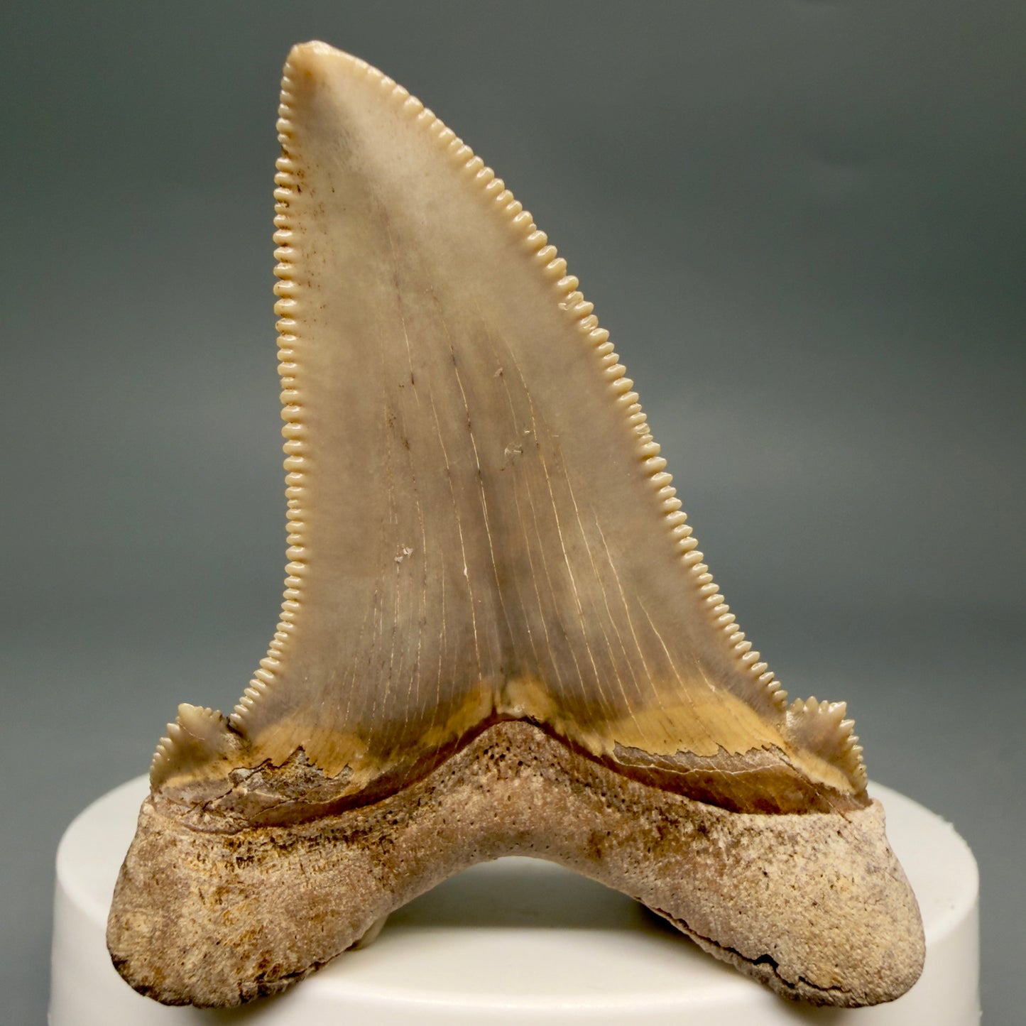 Back View 2.17" Fossil Carcharocles angustidens Shark Tooth from Charleston, South Carolina AN741