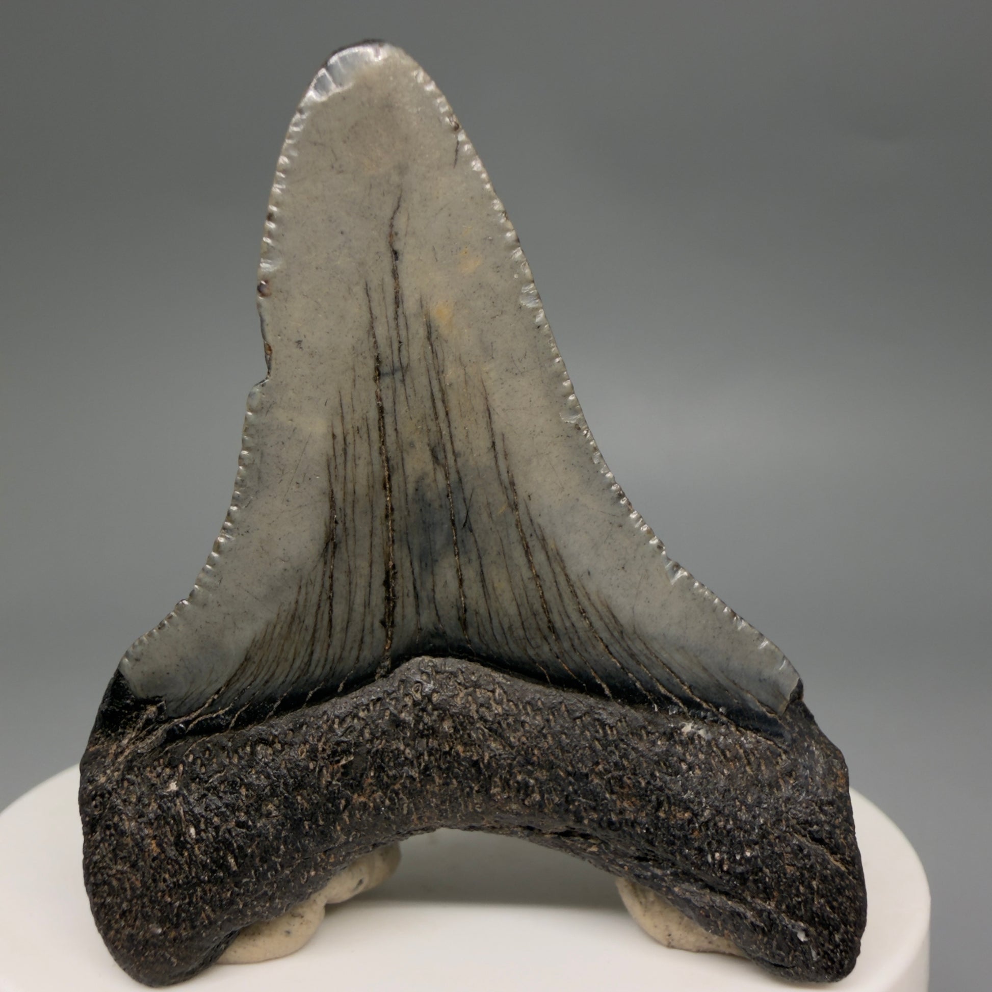 Back View 2.19" Colorful Fossil Megalodon Tooth – South Carolina River Find | Authentic Megalodon Tooth megalodonteeth.com CM6547