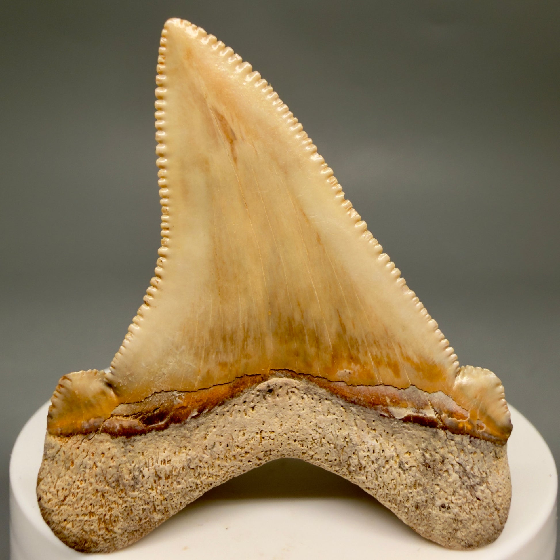 Back View 2.19" Fossil Carcharocles angustidens Shark Tooth from Summerville, South Carolina AN473
