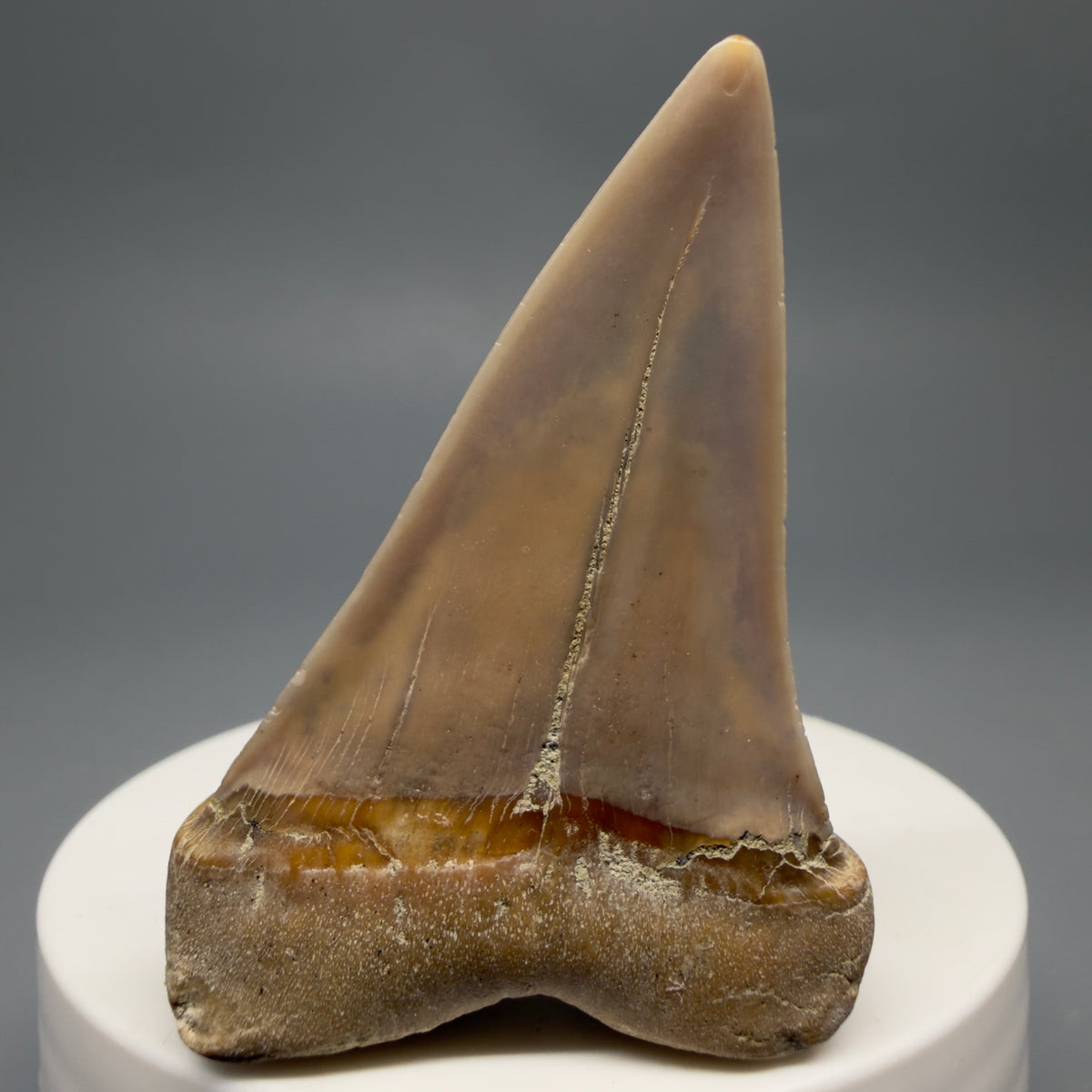 Back View 2.20" Fossil Extinct Mako - Isurus hastalis Shark Tooth - Bakersfield, CA - Colorful M622