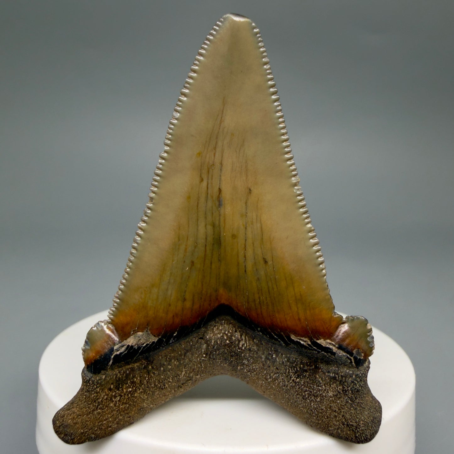 Back View 2.31" Serrated Fossil Carcharocles angustidens Shark Tooth from South Carolina AN470