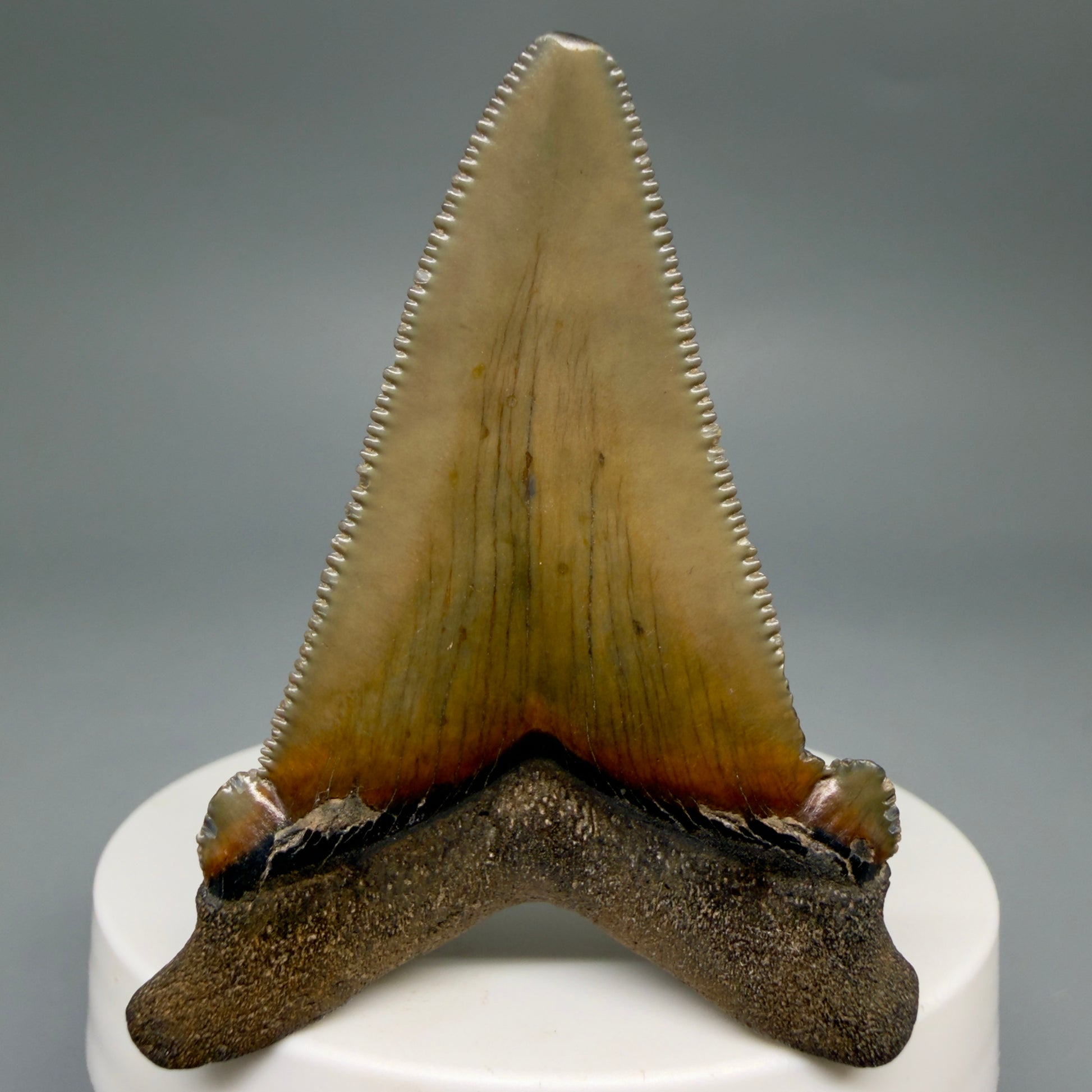 Back View 2.31" Serrated Fossil Carcharocles angustidens Shark Tooth from South Carolina AN470