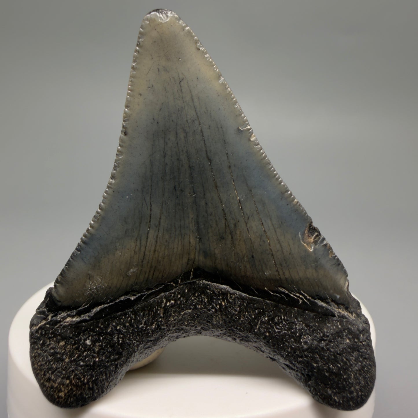 Back View 2.34" Colorful Fossil Megalodon Tooth – South Carolina River Find | Authentic CM6483
