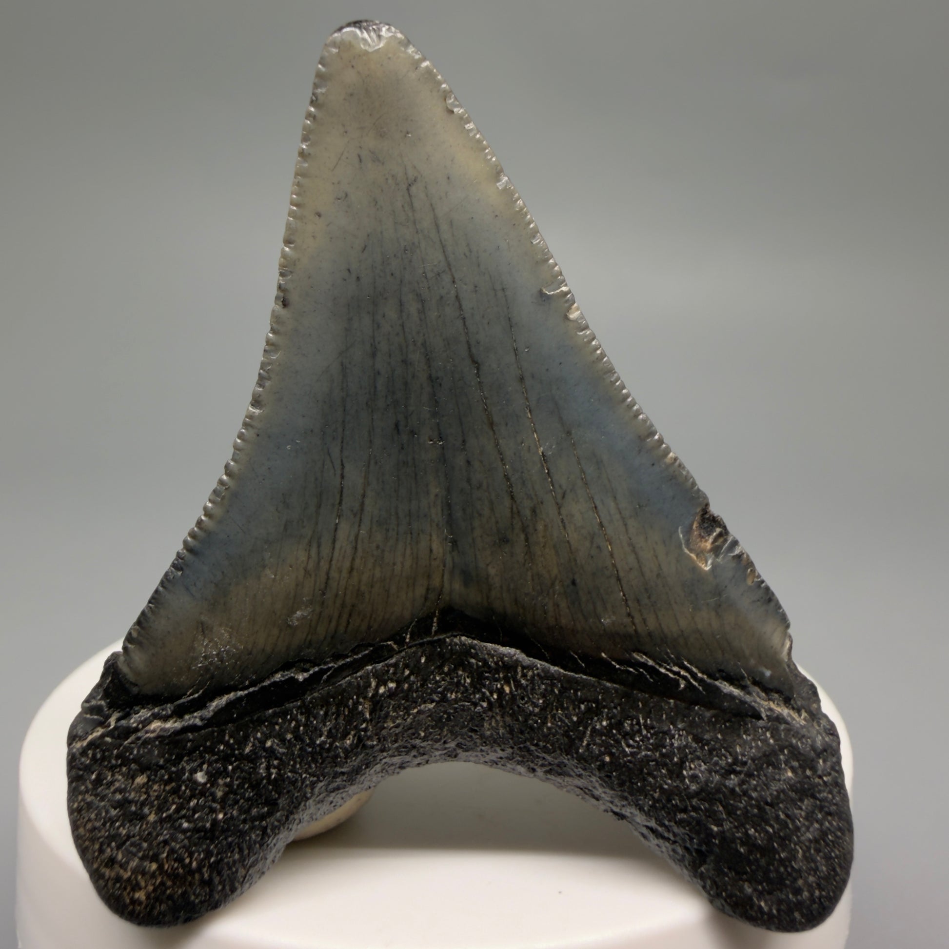 Back View 2.34" Colorful Fossil Megalodon Tooth – South Carolina River Find | Authentic CM6483