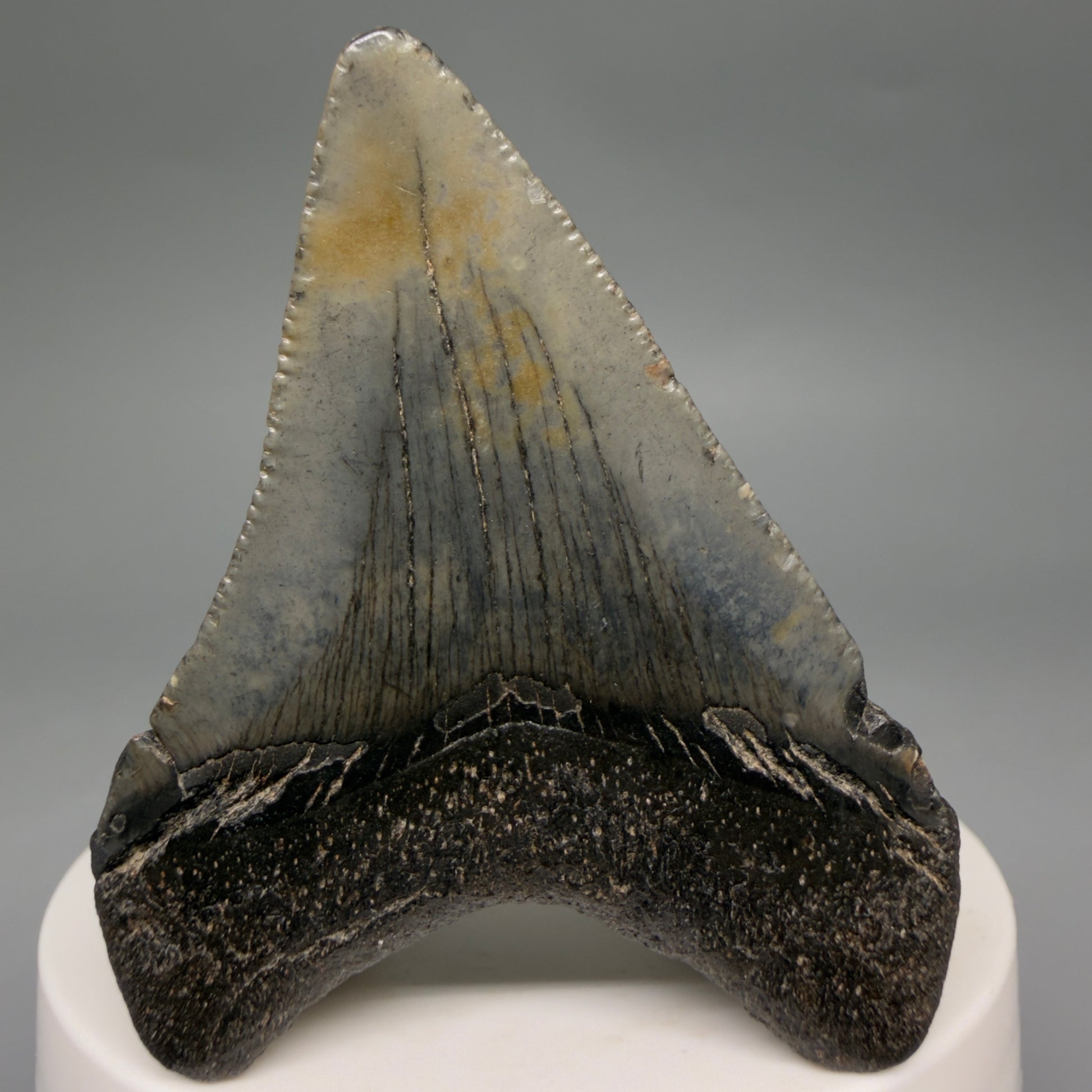 Back View 2.35" Colorful Fossil Megalodon Tooth – South Carolina River Find | Authentic Megalodon Tooth megalodonteeth.com CM6549