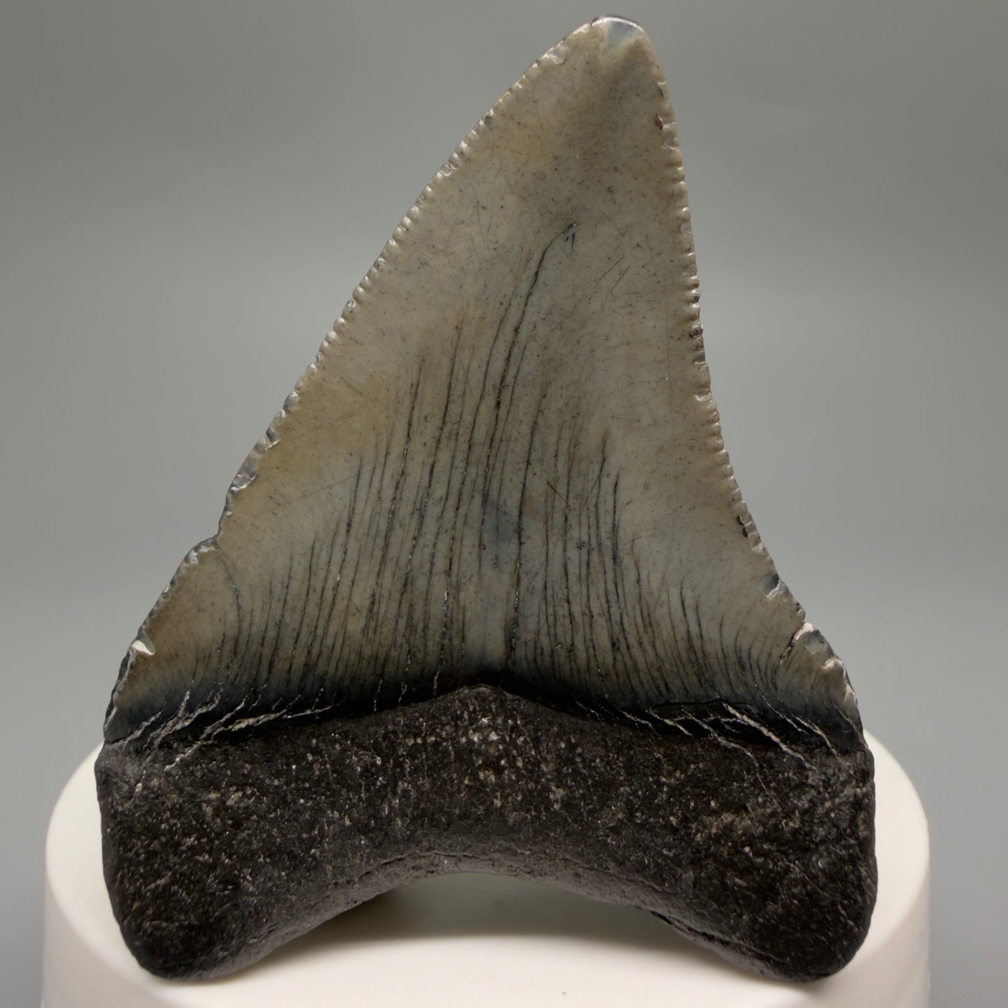 Back View 2.39" Colorful Fossil Megalodon Tooth – South Carolina River Find | Authentic CM6484