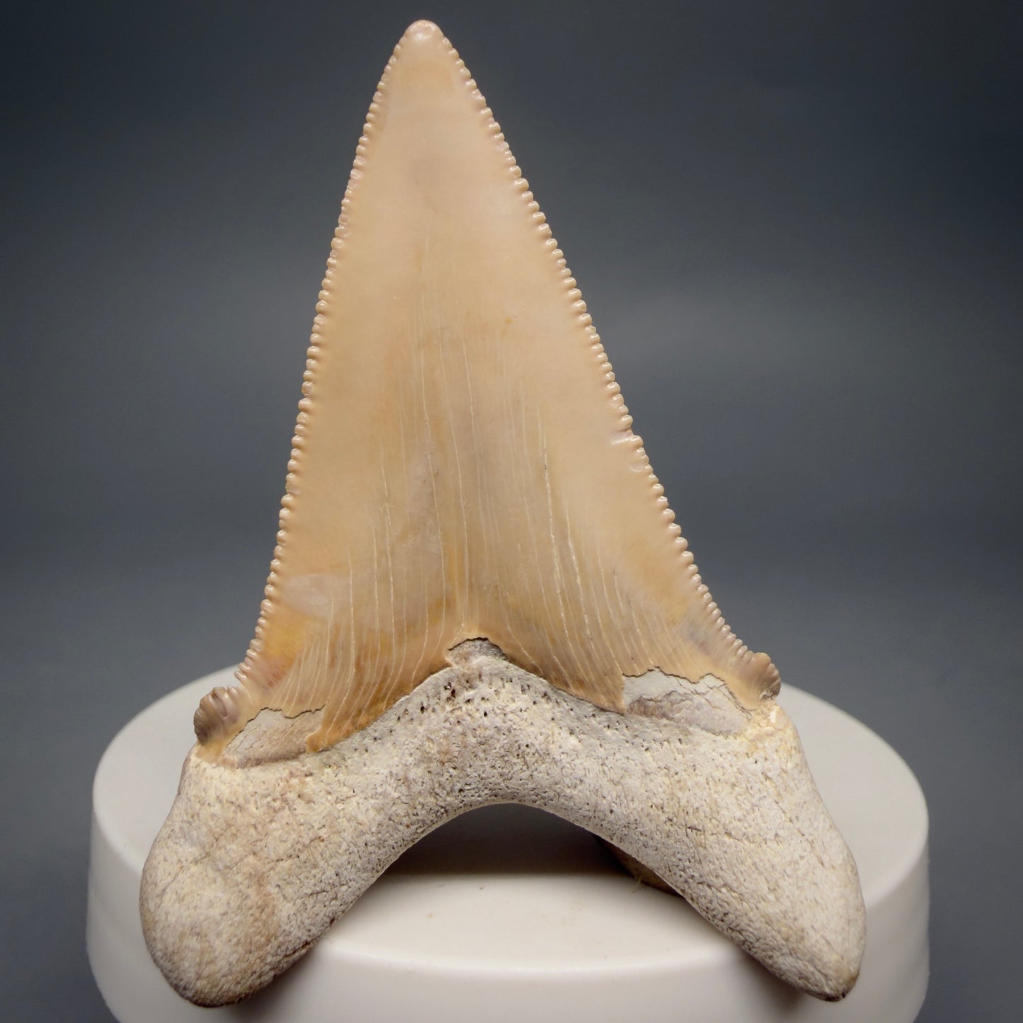 Back View 2.41" Fossil Carcharocles angustidens Shark Tooth from Summerville, South Carolina AN474