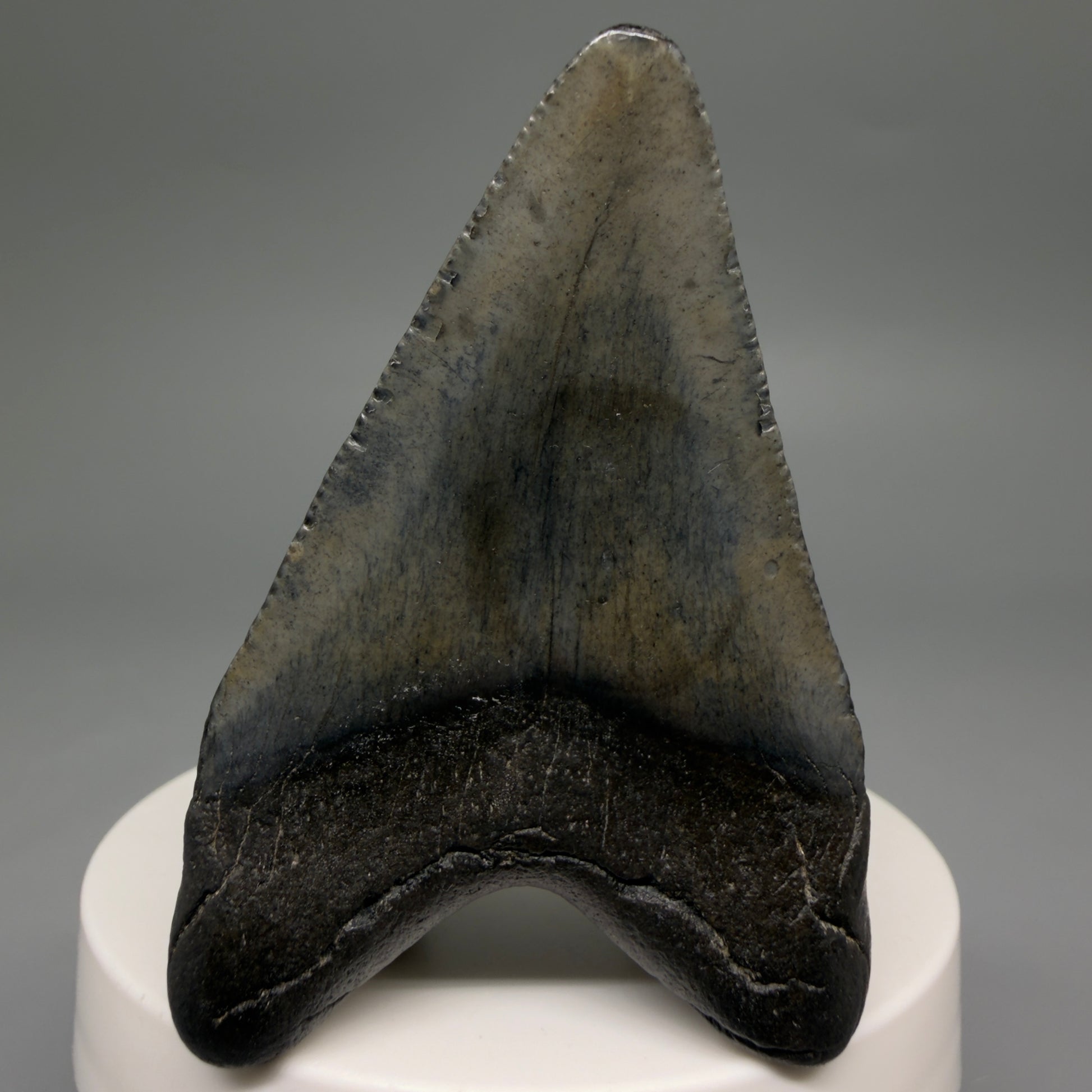 Back View 2.45" Colorful Fossil Megalodon Tooth – South Carolina River Find | Authentic Megalodon Tooth CM6550