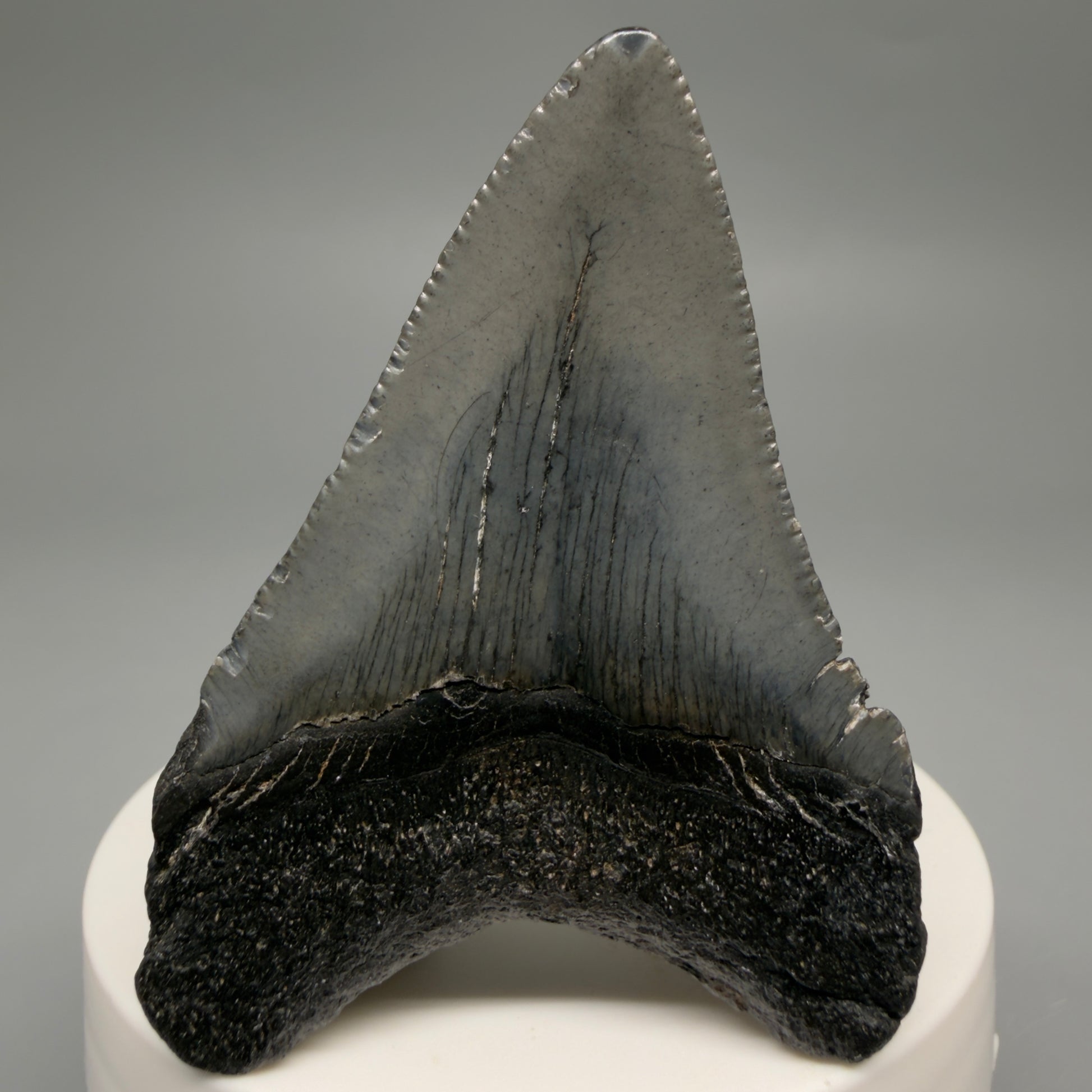 Back View 2.50" Colorful Fossil Megalodon Tooth – South Carolina River Find | Authentic CM6486