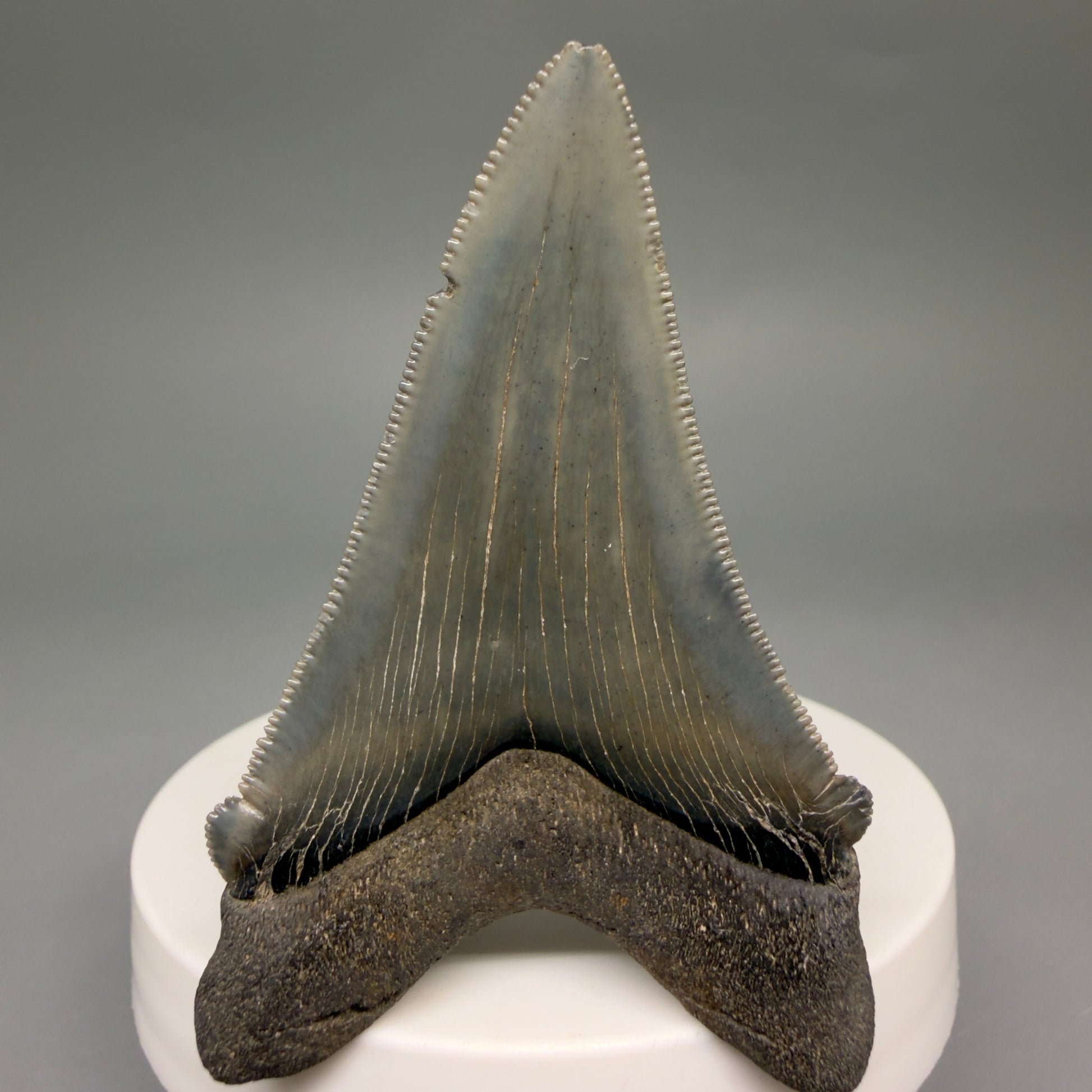Back View 2.52" Serrated Fossil Carcharocles angustidens Shark Tooth from South Carolina AN469