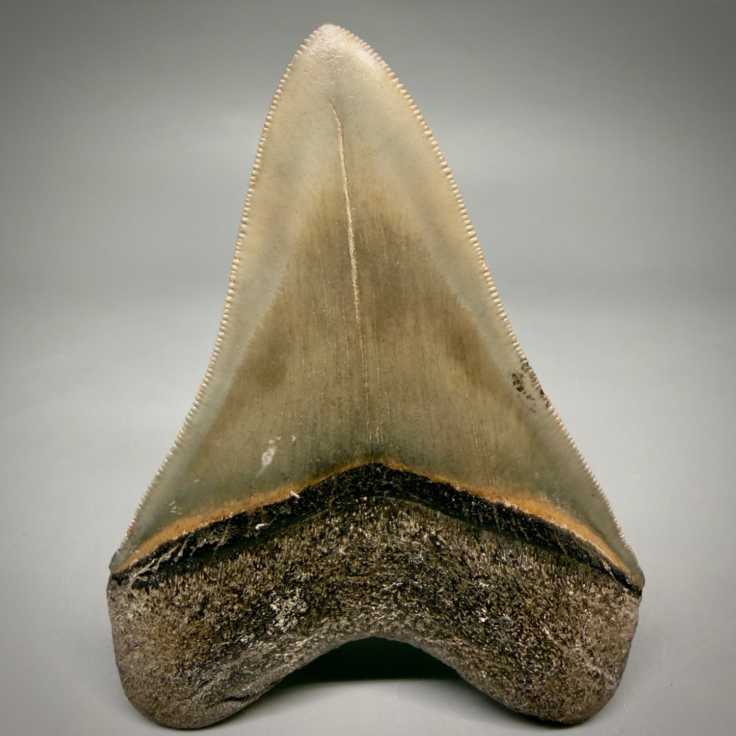 Back View 4.21" Fossil Megalodon Shark Tooth - Georgia - Heart-shaped sharply serrated - Collector's Quality megalodonteeth.com CM6530