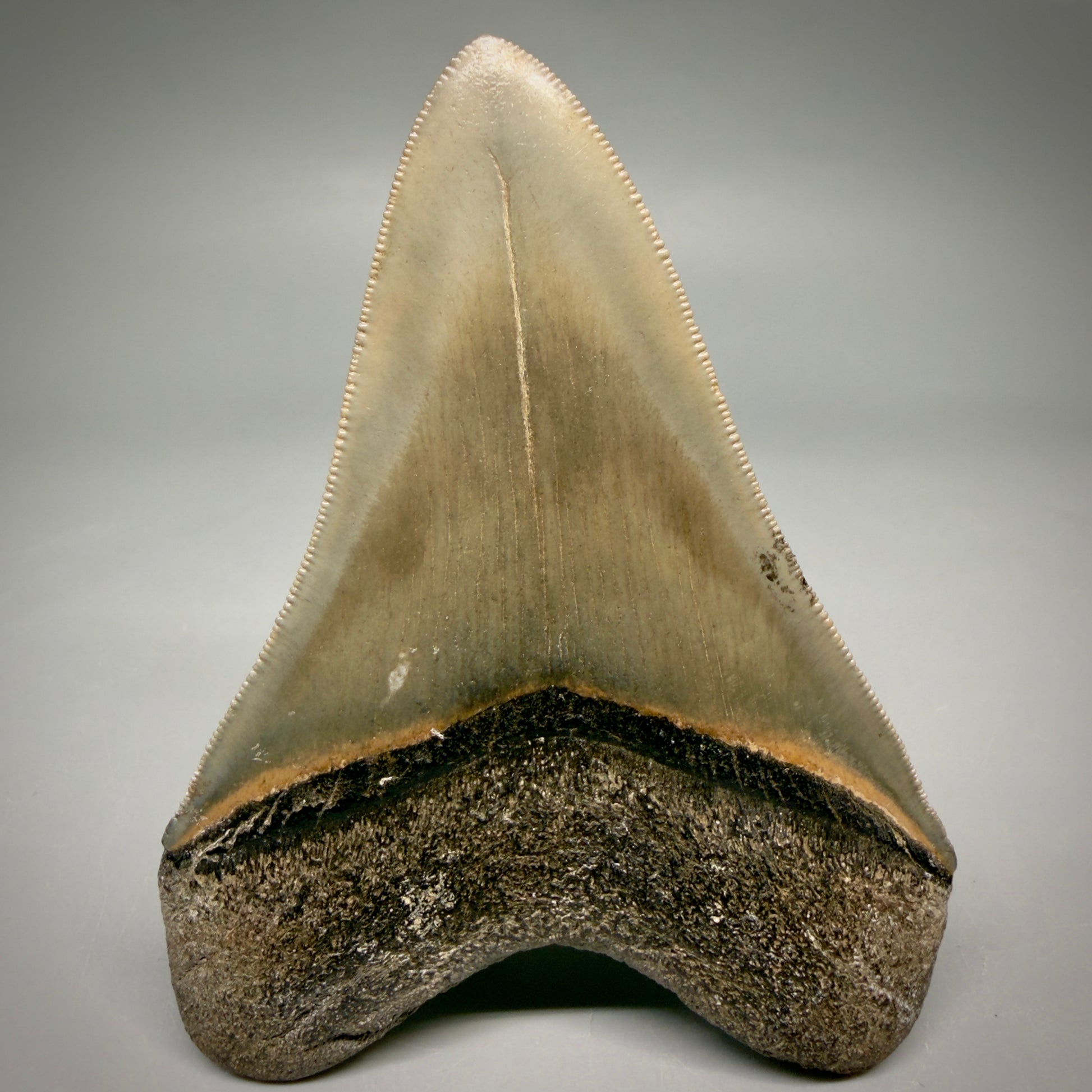 Back View 4.21" Fossil Megalodon Shark Tooth - Georgia - Heart-shaped sharply serrated - Collector's Quality megalodonteeth.com CM6530