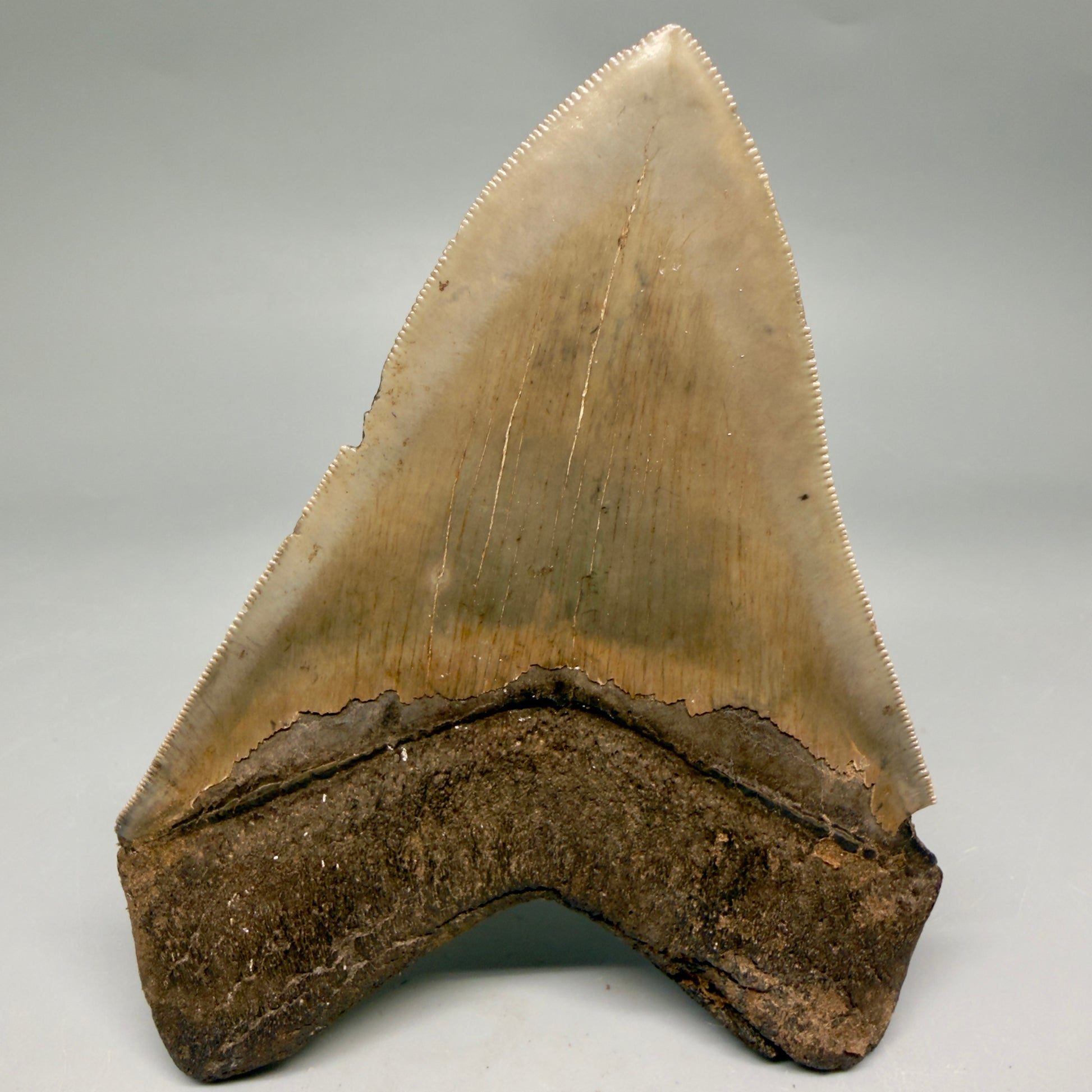 Back View 4.74" Fossil Megalodon Shark Tooth - Georgia - Heart-shaped sharply serrated - Collector's Quality megalodonteeth.com CM6533