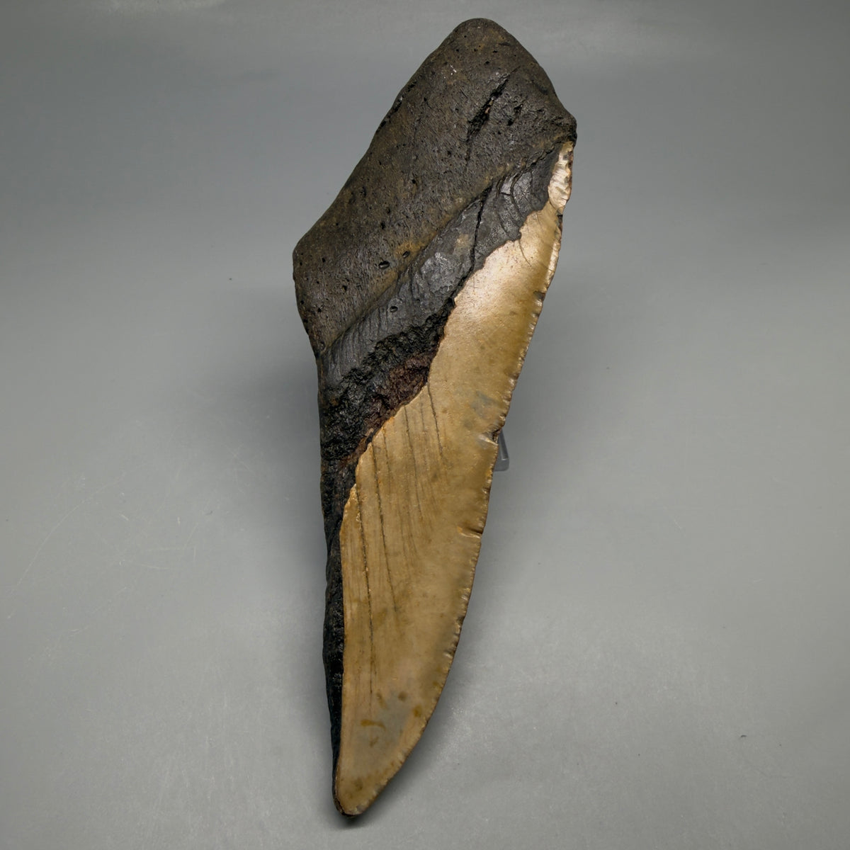 Back View 6.02" Authentic Megalodon Tooth – Extra Large, Colorful Fossil from North Carolina megalodonteeth.com CM6760