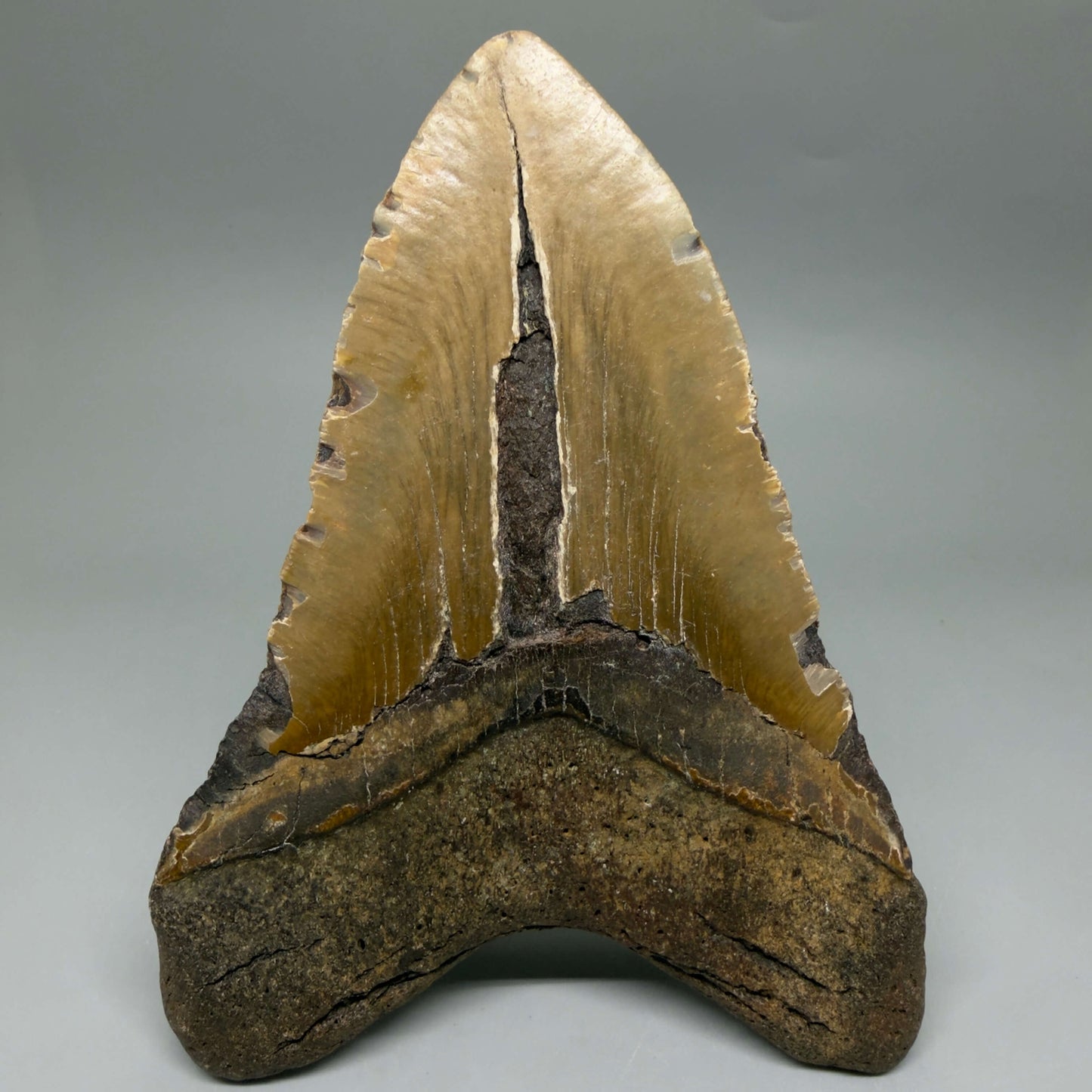 Back View  6.03" HUGE Authentic Megalodon Tooth – Extra Large, Colorful Fossil from North Carolina CM6448