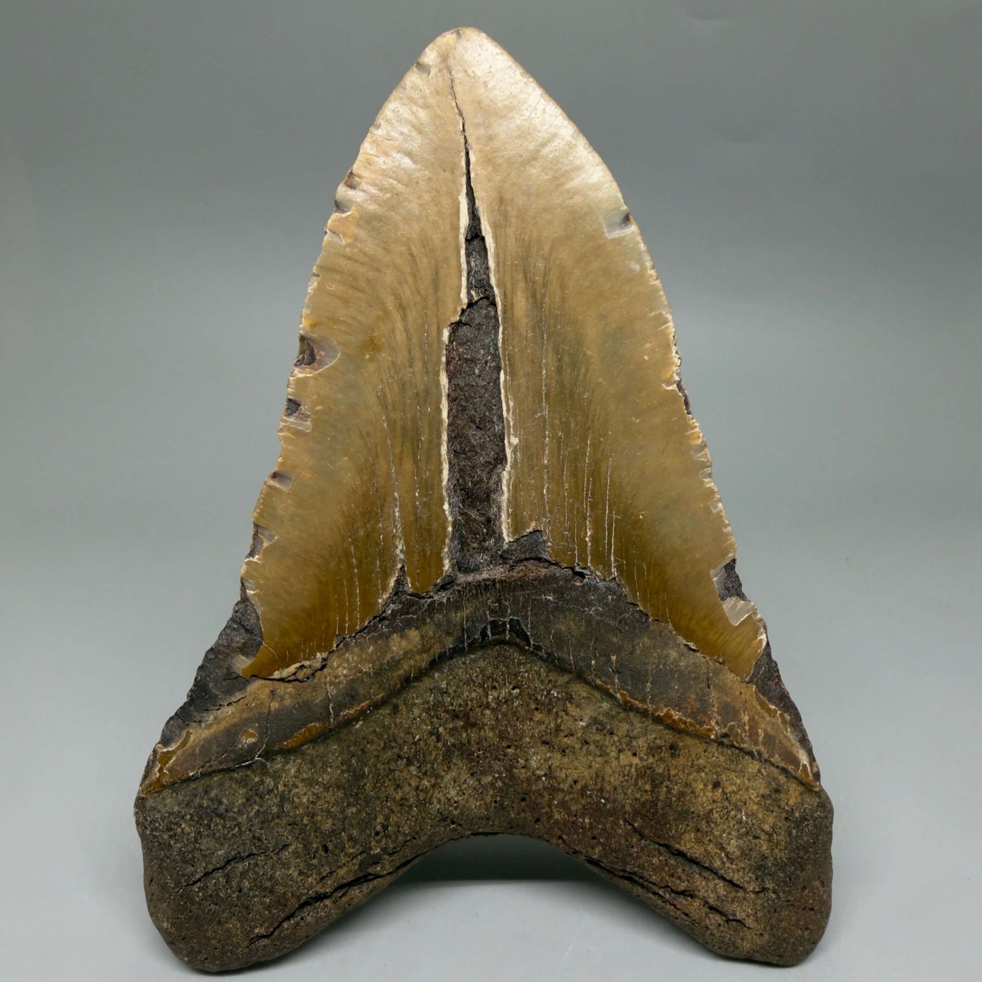 Back View  6.03" HUGE Authentic Megalodon Tooth – Extra Large, Colorful Fossil from North Carolina CM6448