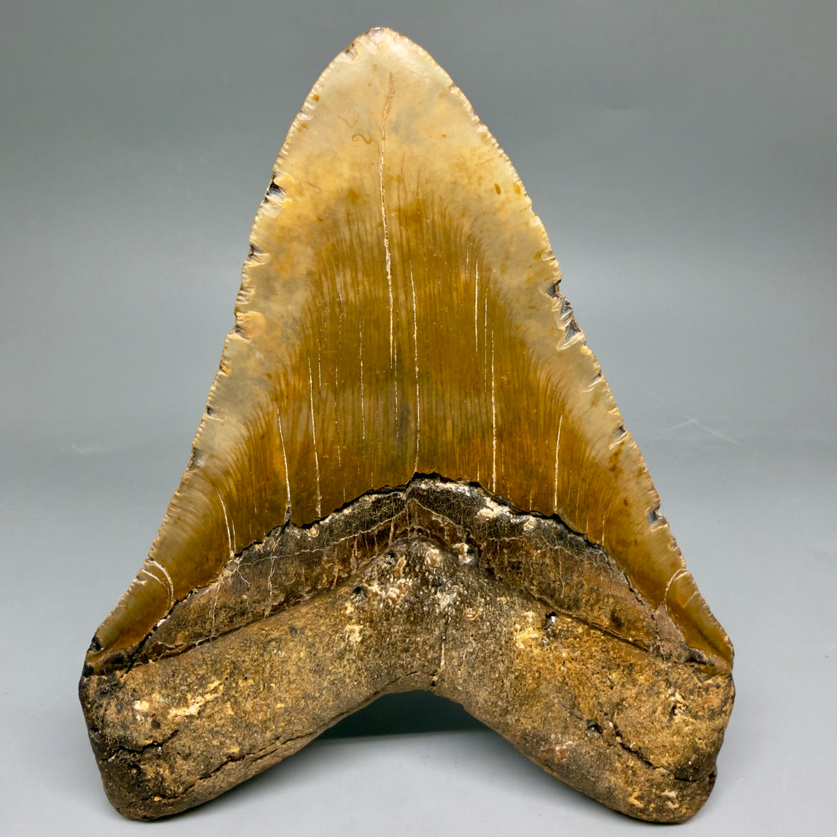 Back View 6.07" Authentic Megalodon Tooth – Extra Large, Colorful Fossil from North Carolina megalodonteeth.com MJ108