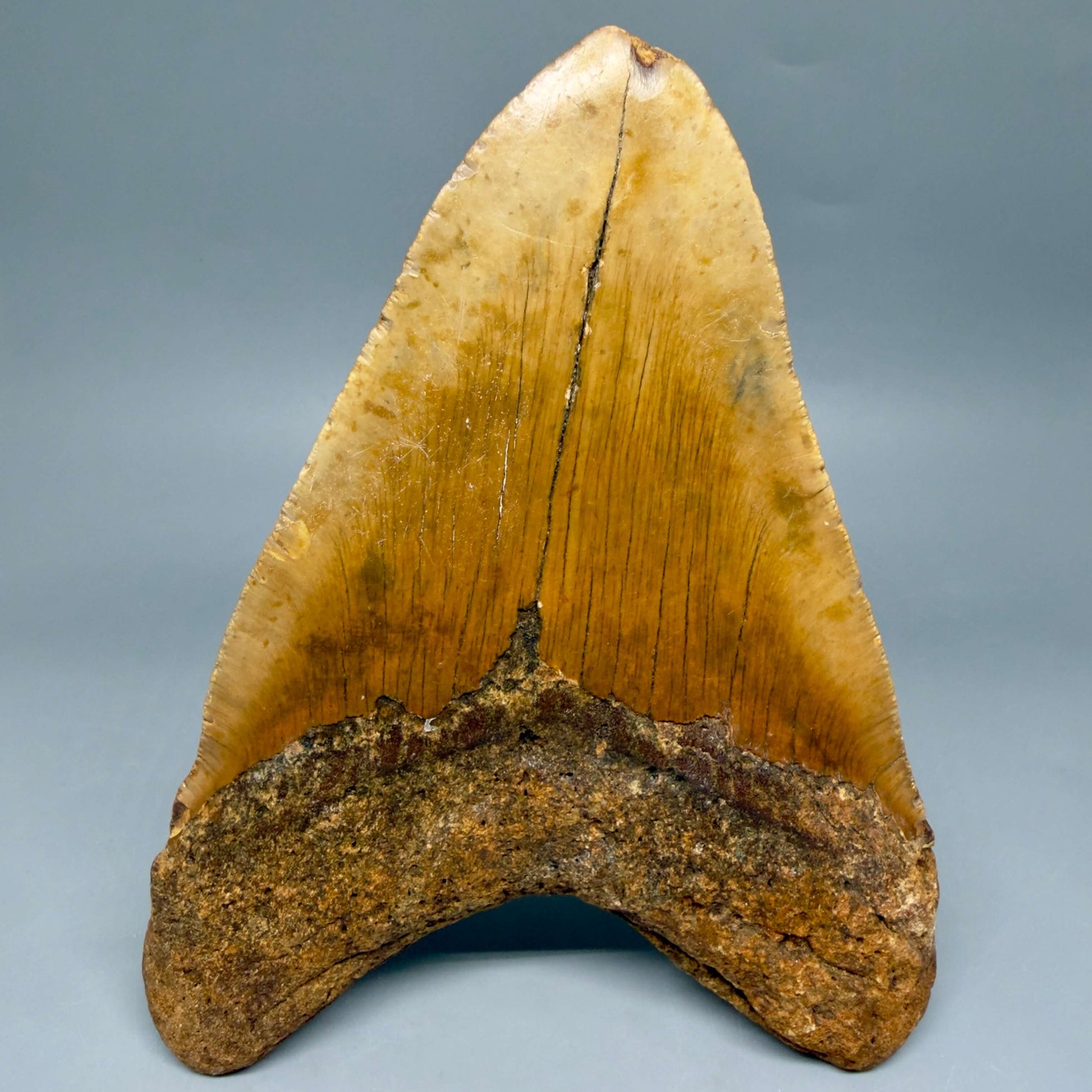 Back View 6.32" HUGE Authentic Megalodon Tooth – Extra Large, Colorful Fossil from North Carolina CM6447