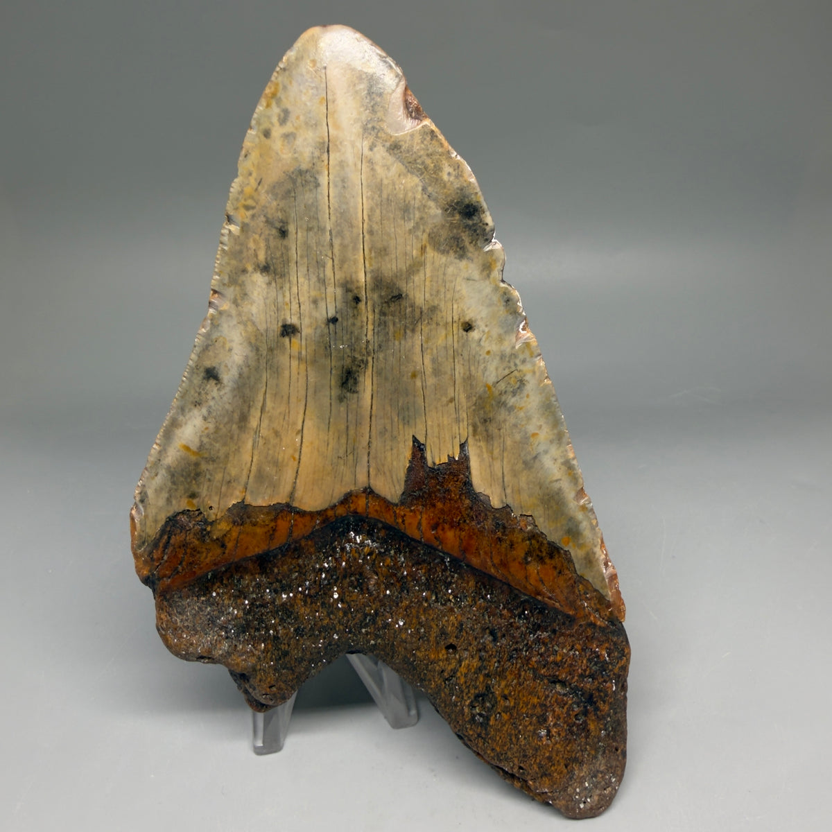 Back View 6.37" Authentic Megalodon Tooth – Extra Large, Colorful Fossil from North Carolina megalodonteeth.com CM6762