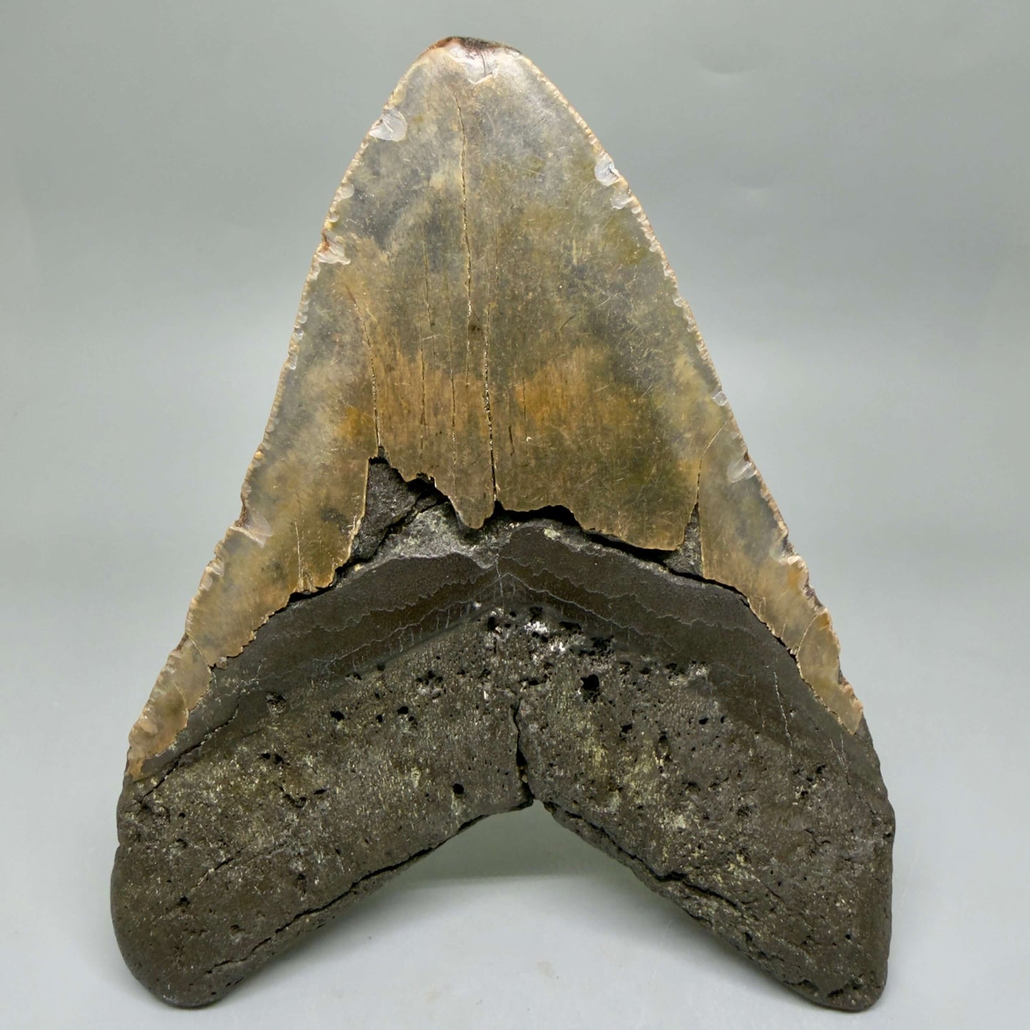 Back View 6.53" HUGE Authentic Megalodon Tooth – Extra Large, Colorful Fossil from North Carolina CM6450