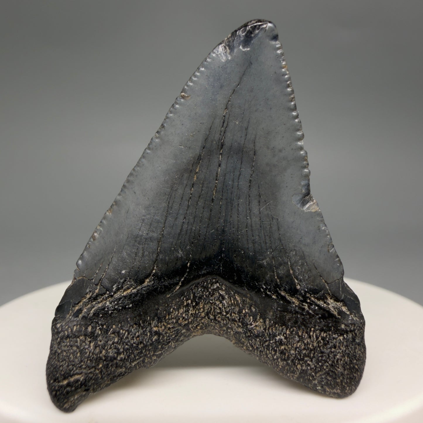 Back View Affordable 1.60" Colorful Fossil Megalodon Tooth – South Carolina River Find | Authentic megalodonteeth.com CM6536