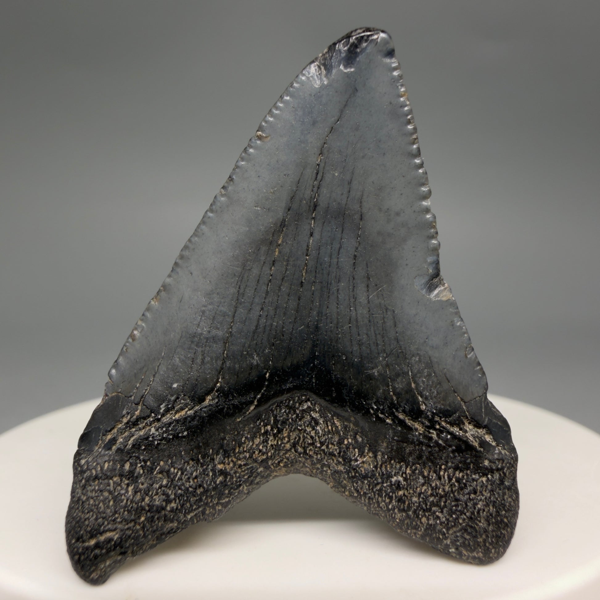 Back View Affordable 1.60" Colorful Fossil Megalodon Tooth – South Carolina River Find | Authentic megalodonteeth.com CM6536