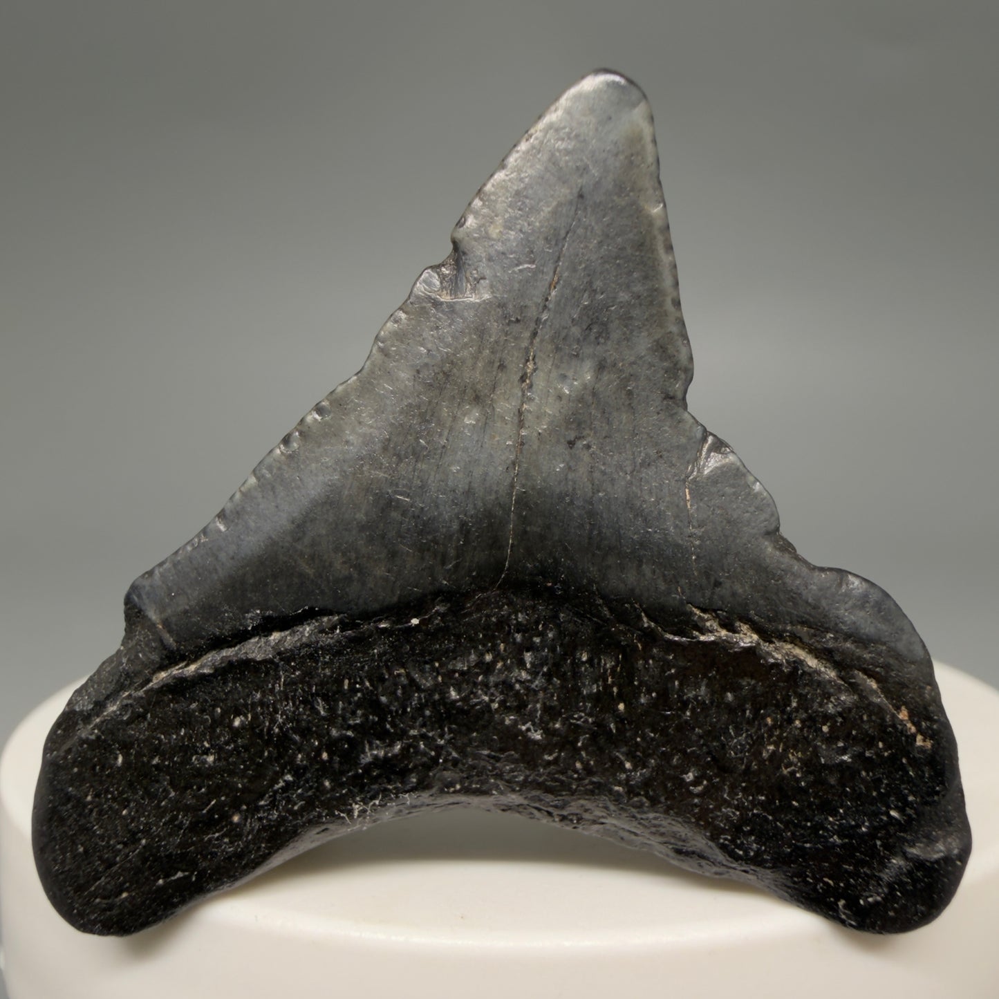 Back View Affordable 1.67" Colorful Fossil Megalodon Tooth – South Carolina River Find | Authentic megalodonteeth.com CM6537