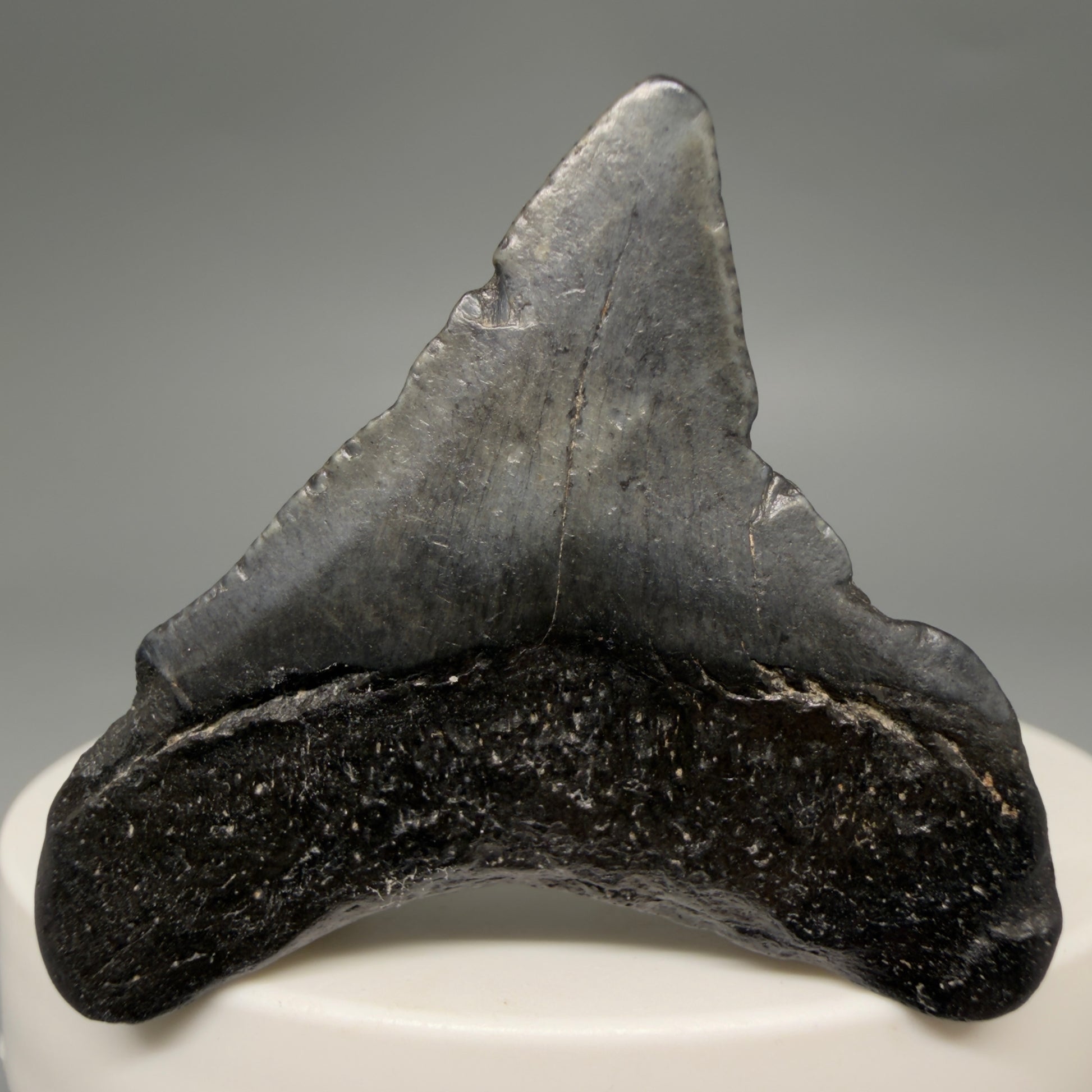 Back View Affordable 1.67" Colorful Fossil Megalodon Tooth – South Carolina River Find | Authentic megalodonteeth.com CM6537