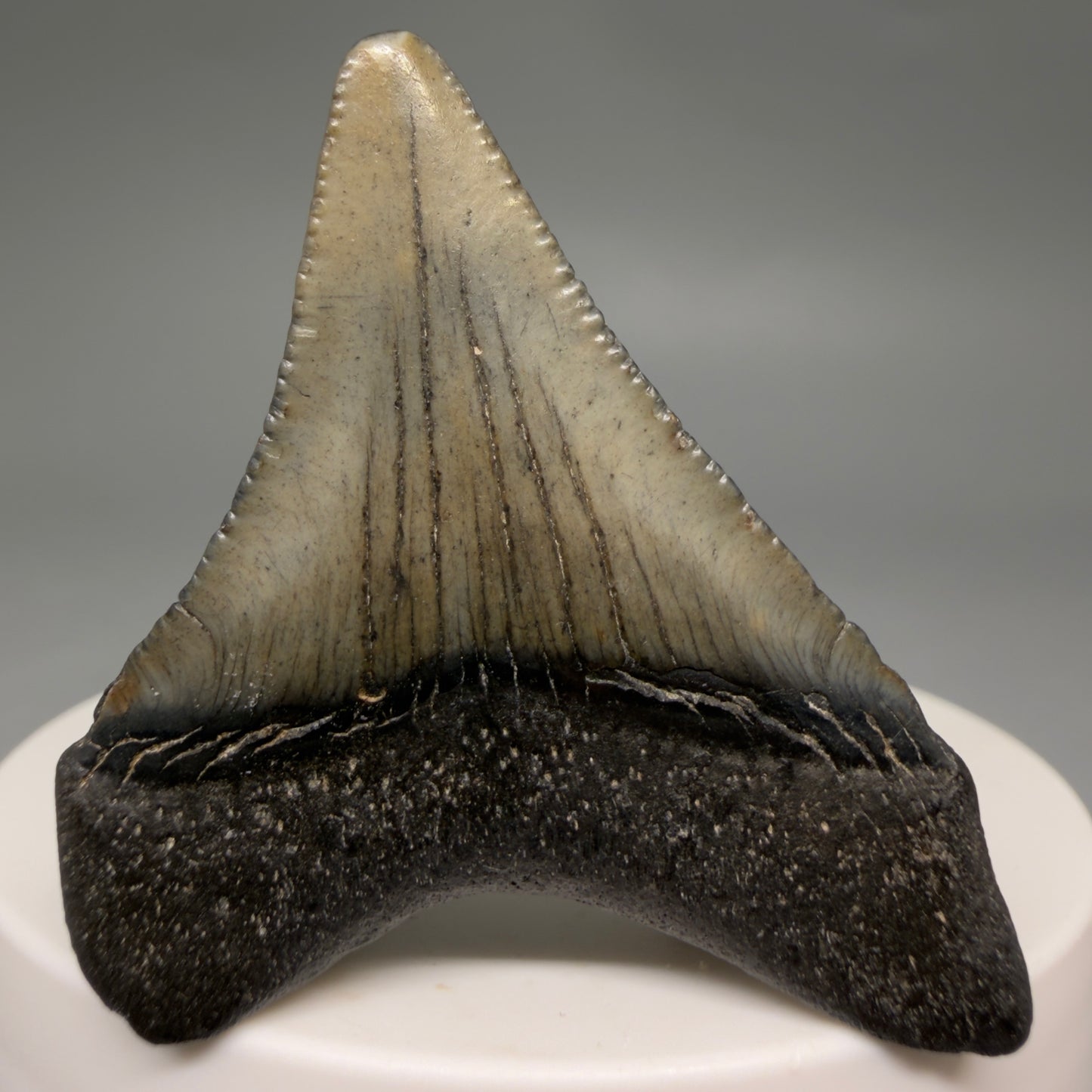 Back View Affordable 1.91" Colorful Fossil Megalodon Tooth – South Carolina River Find | Authentic megalodonteeh.com CM6540