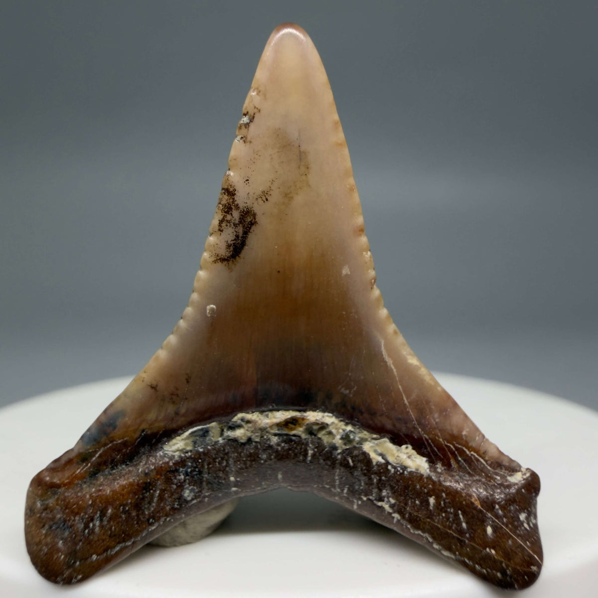 Back View Affordable, colorful 1.30" long Fossil Great White Tooth from the deserts of Peru megalodonteeth.com GW1376