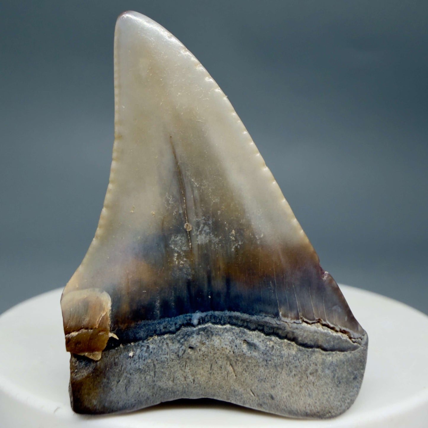 Back View Affordable, colorful 1.64" long Fossil Great White Tooth from the deserts of Peru GW1358