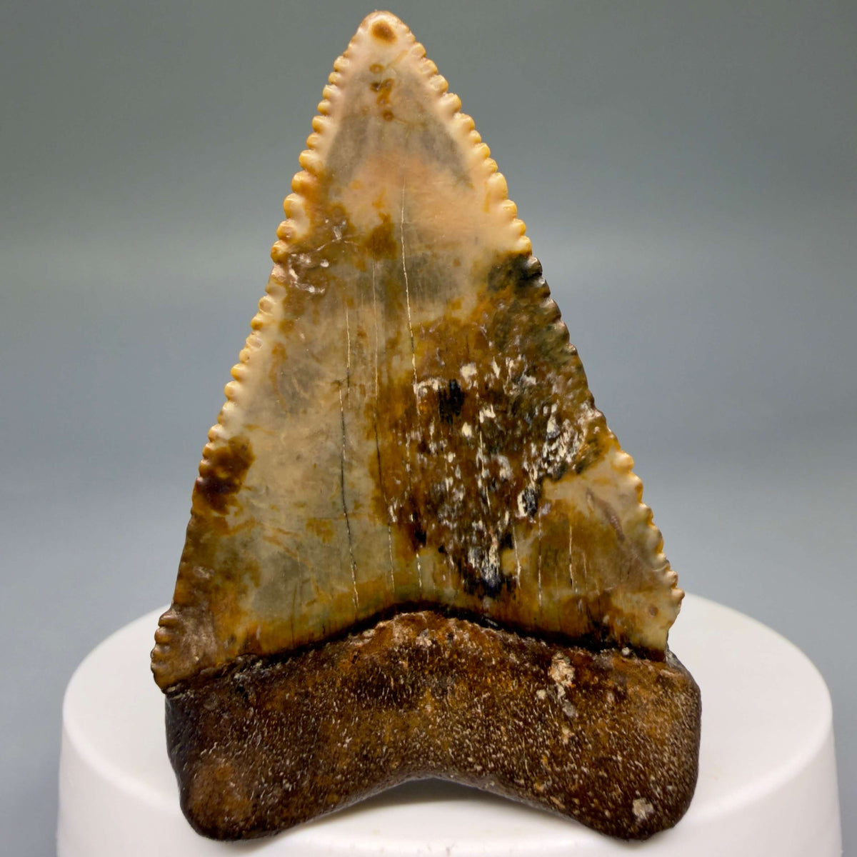 Back View Amazing colors and prints, sharply serrated, collector's quality 2.10" Fossil Great White Shark Tooth - Indonesia megalodonteeth.com GW1405