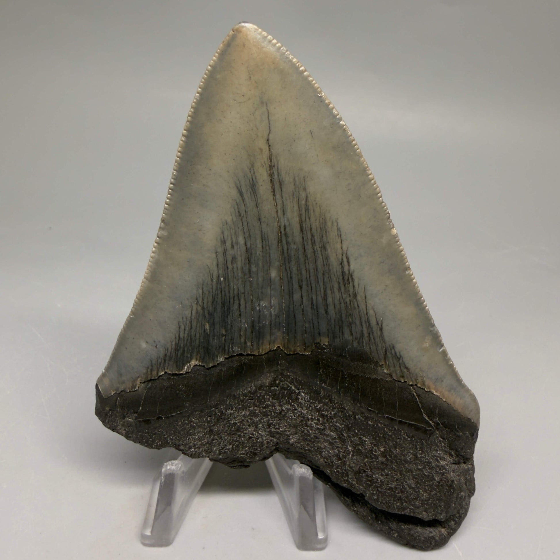 Back View Authentic 4.17" Megalodon Tooth from South Carolina – Great Shape megalodonteeth.com CM5555