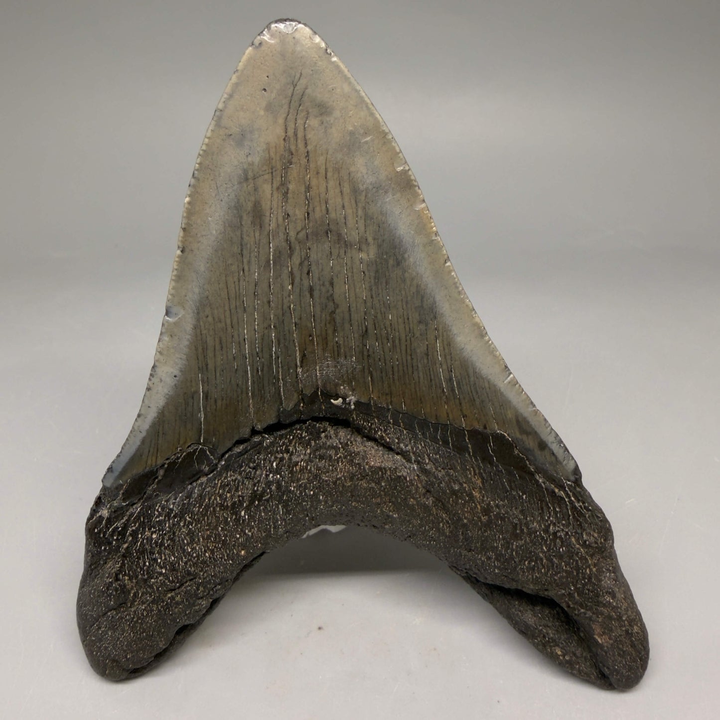 Back View Authentic 4.53" Megalodon Tooth from South Carolina – Great Shape megalodonteeth.com CM6670