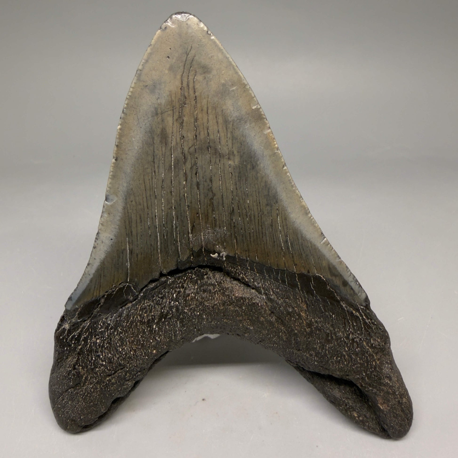 Back View Authentic 4.53" Megalodon Tooth from South Carolina – Great Shape megalodonteeth.com CM6670