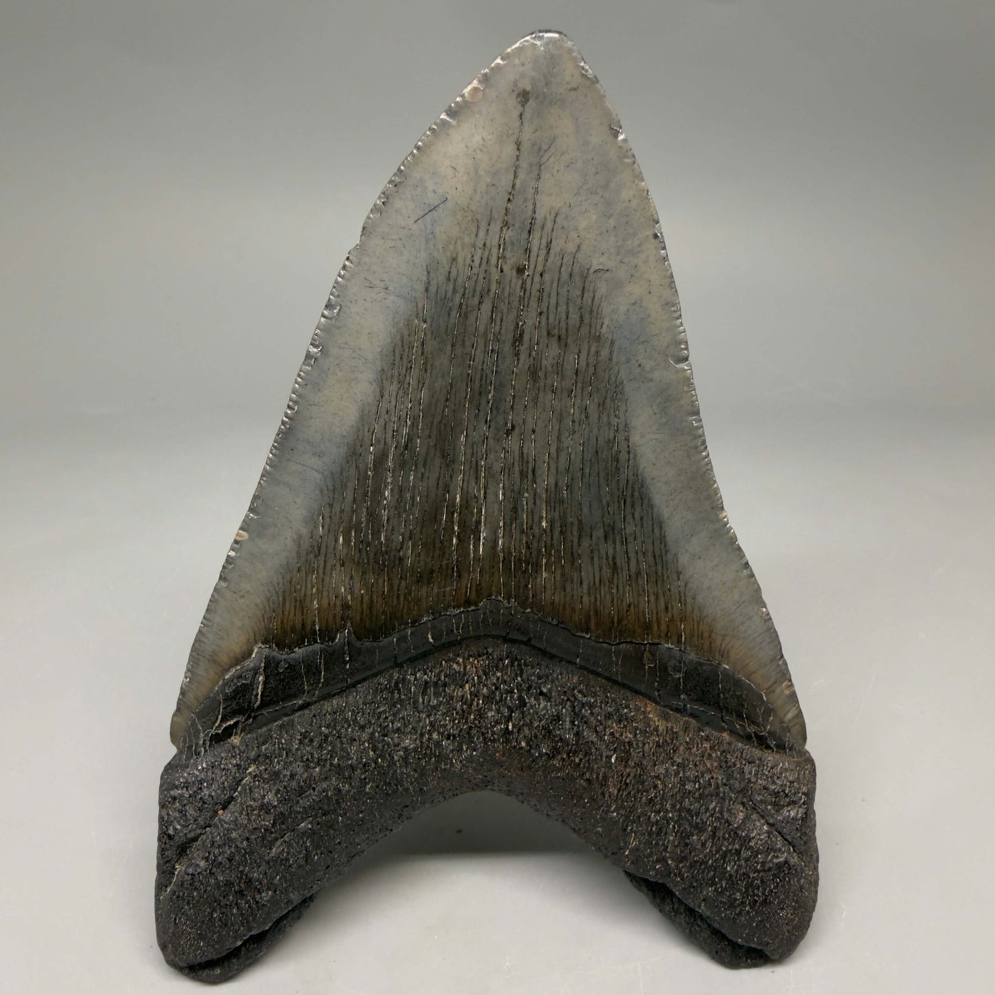 Back View Authentic 4.72" Megalodon Tooth from South Carolina – Great Shape megalodonteeth.com CM6673